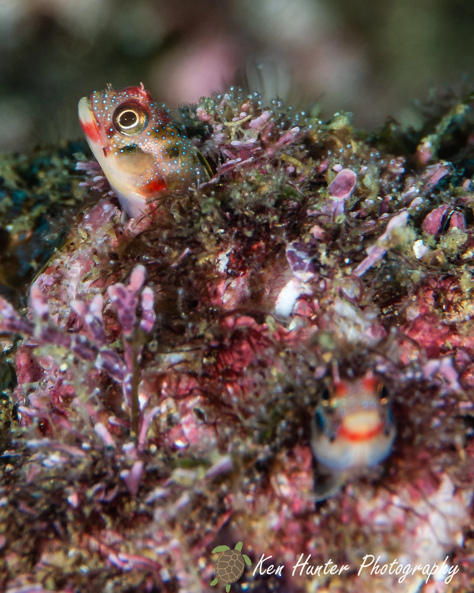 Mexican Barnacle blenny.jpg
