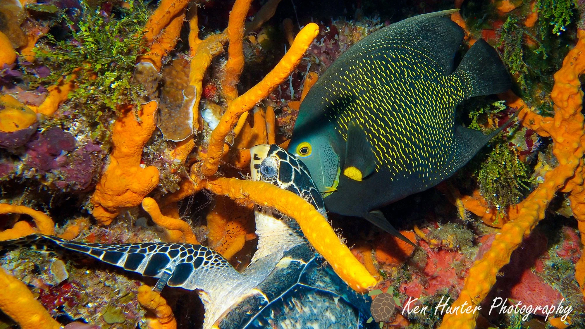 Hawksbill Turtle & Angelfish.jpg