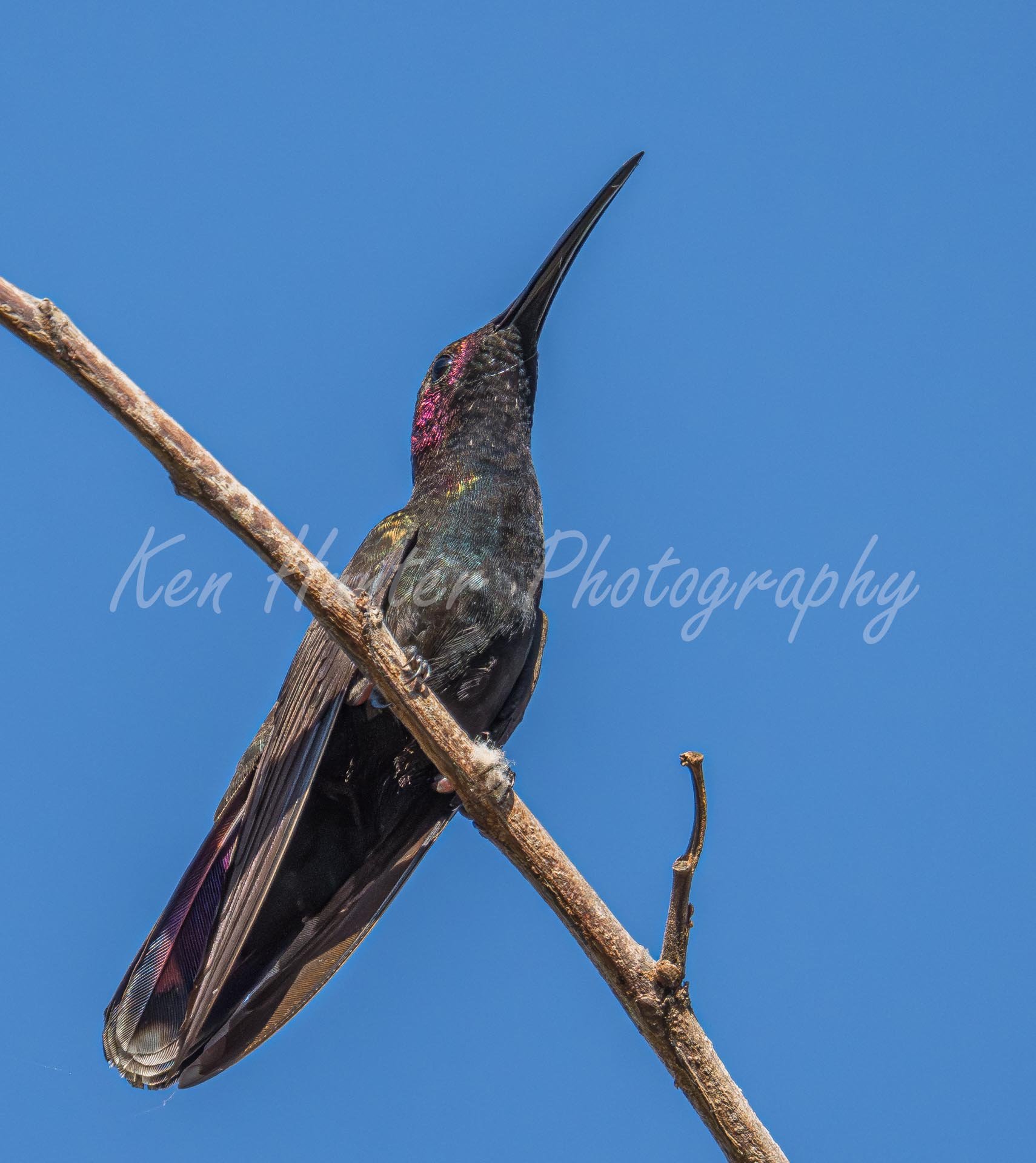 Perched & Peaceful