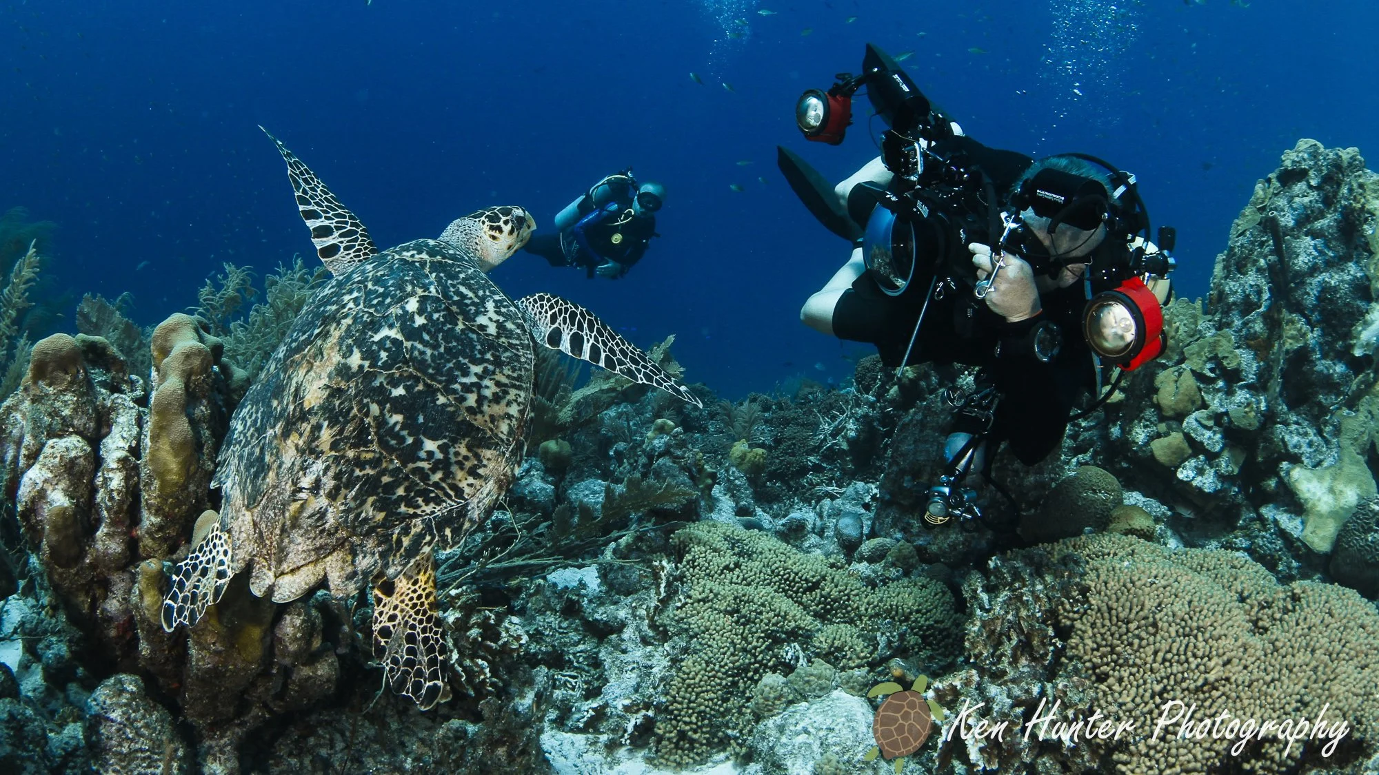 Me photographing a Hawksbill Turtle.jpg