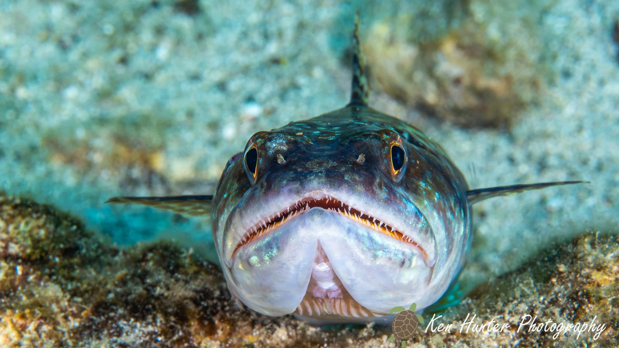 Lizardfish.jpg