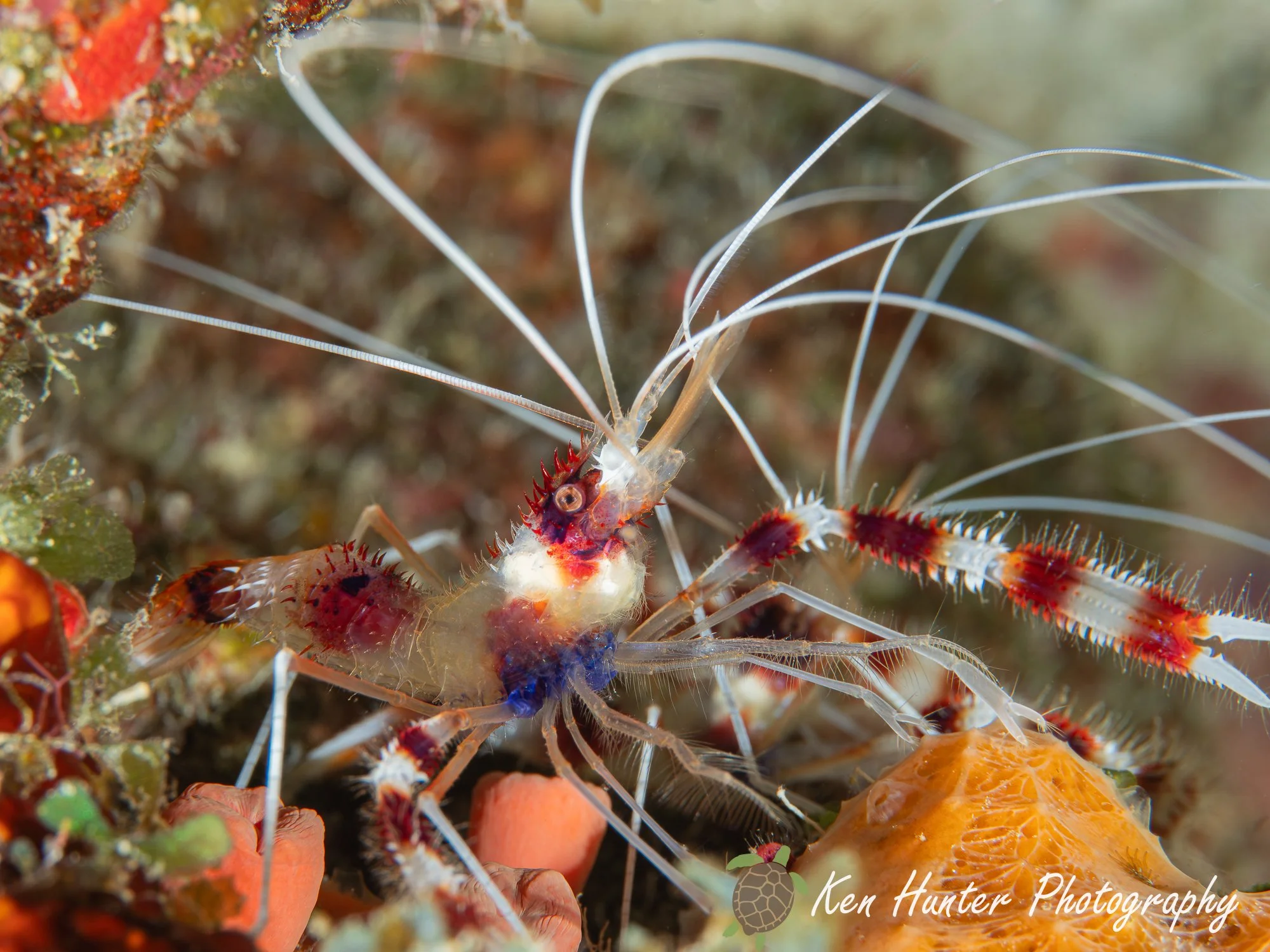 Banded Coral Shrimp-2.jpg