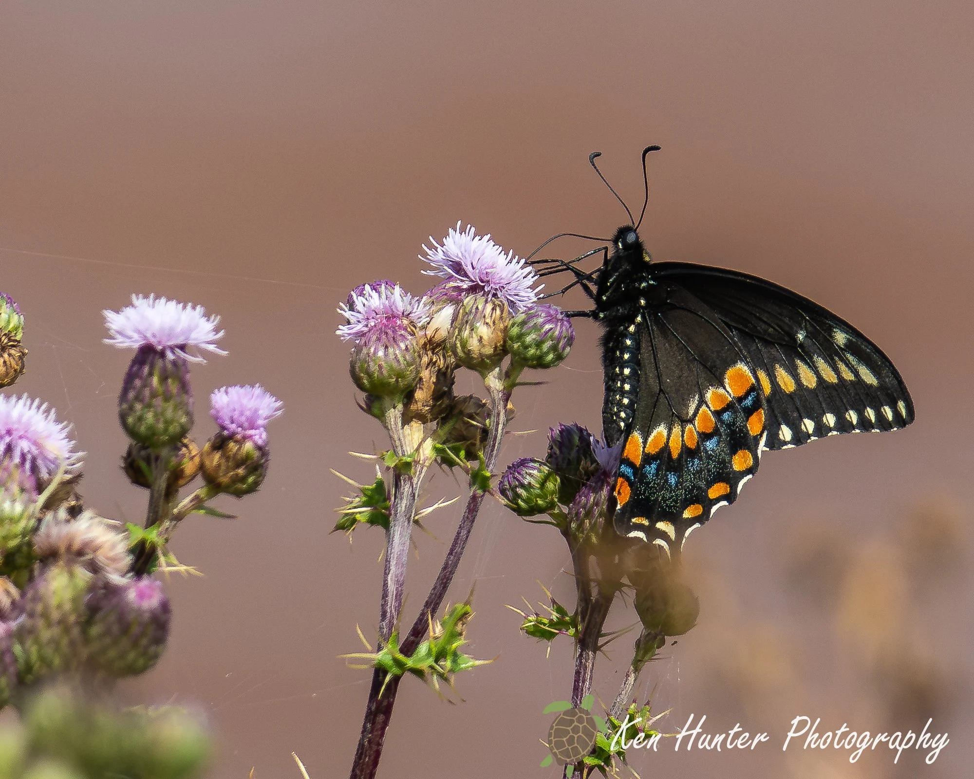 Dinner is Served.jpg