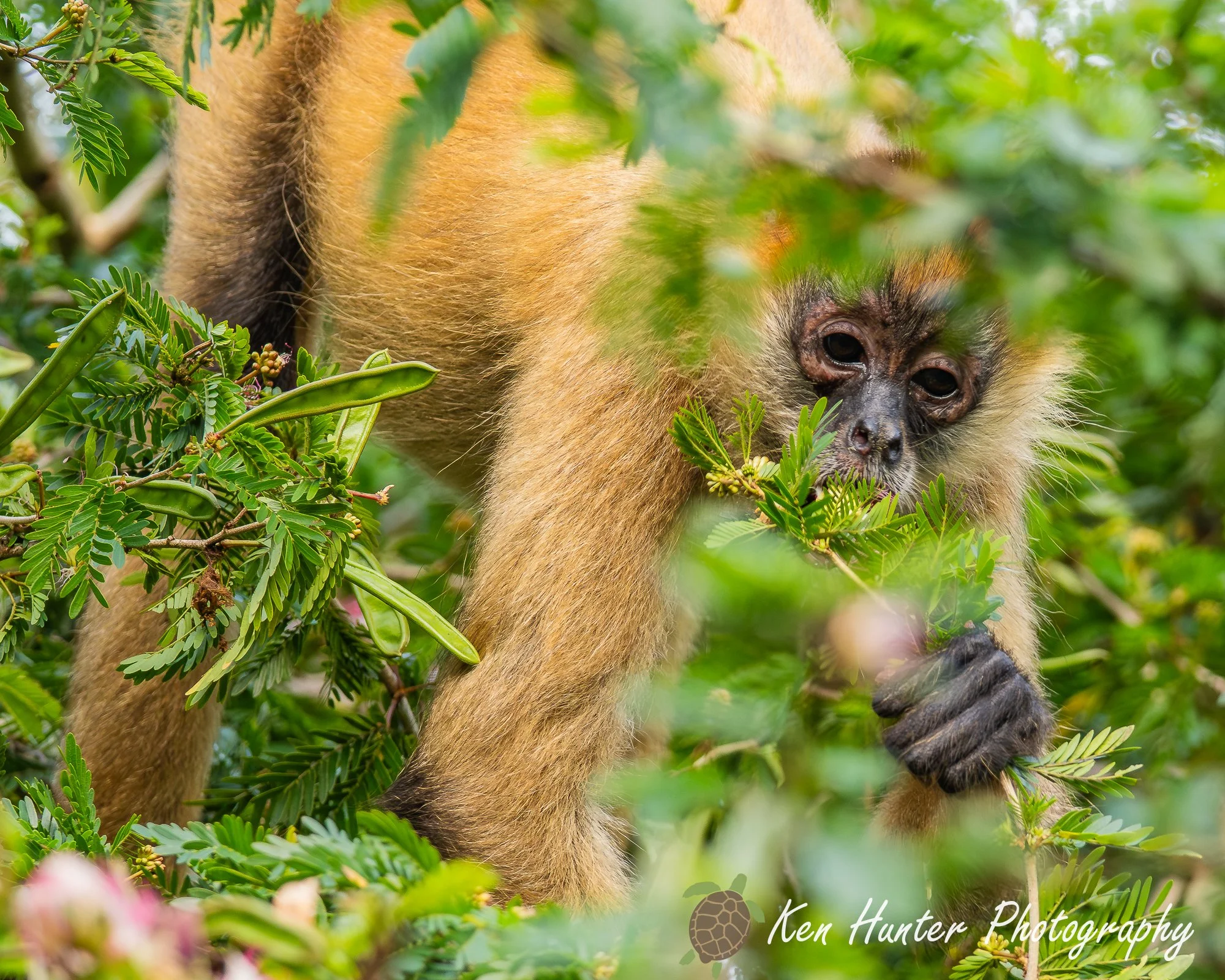 Feast in the Canopy.jpg