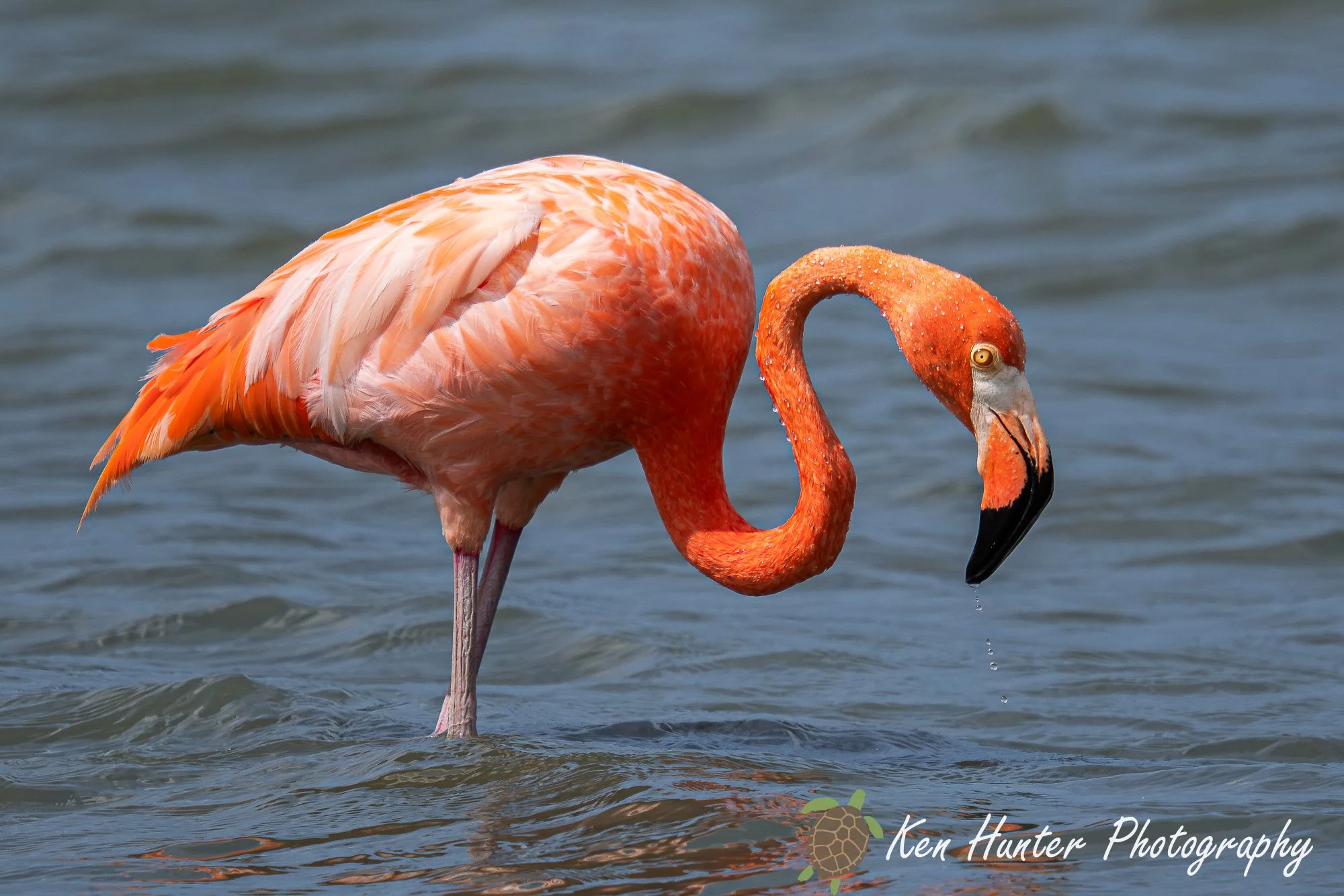 Flamingo.jpg