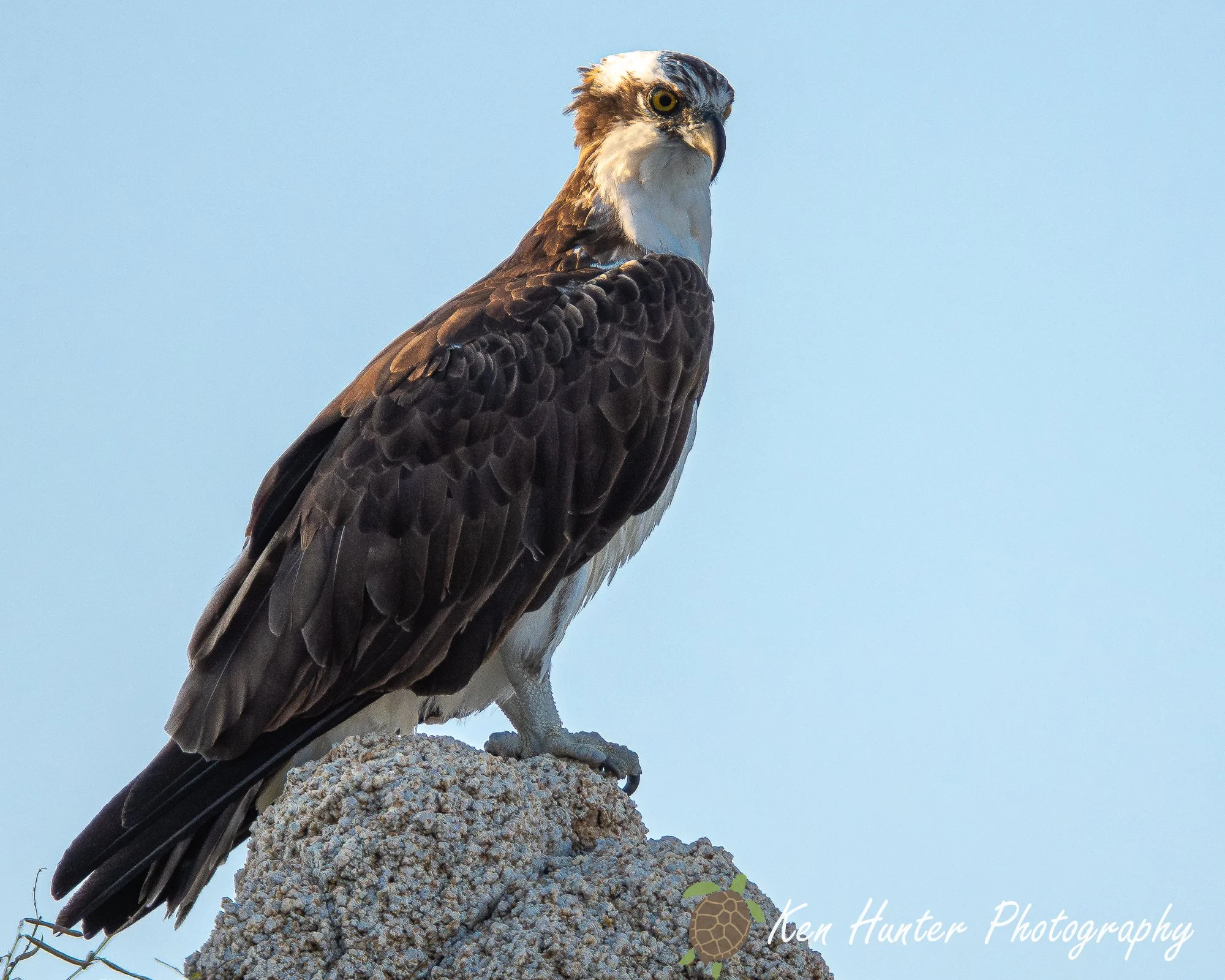 Patient Predator.jpg