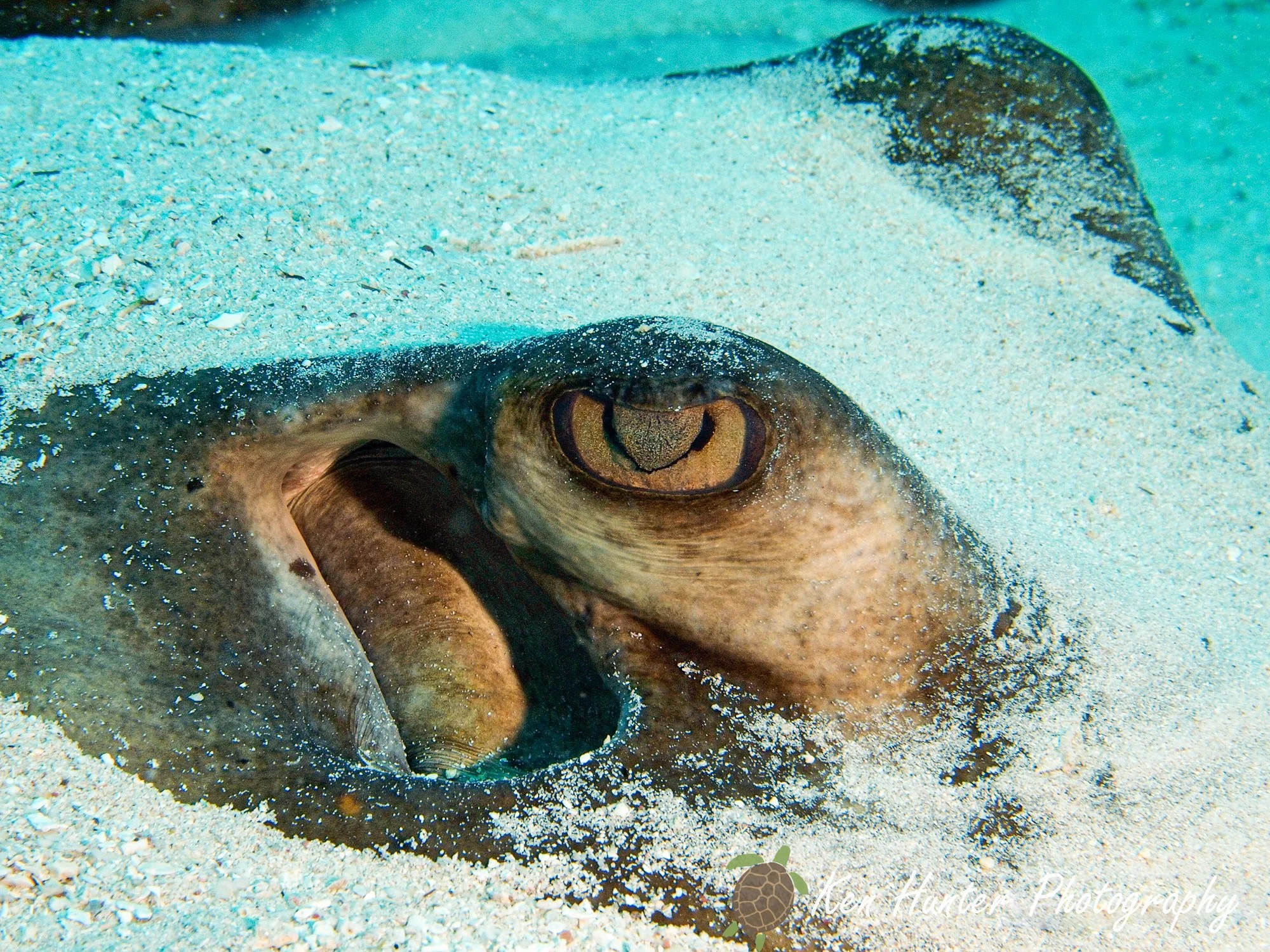 Stingray EYE.jpg