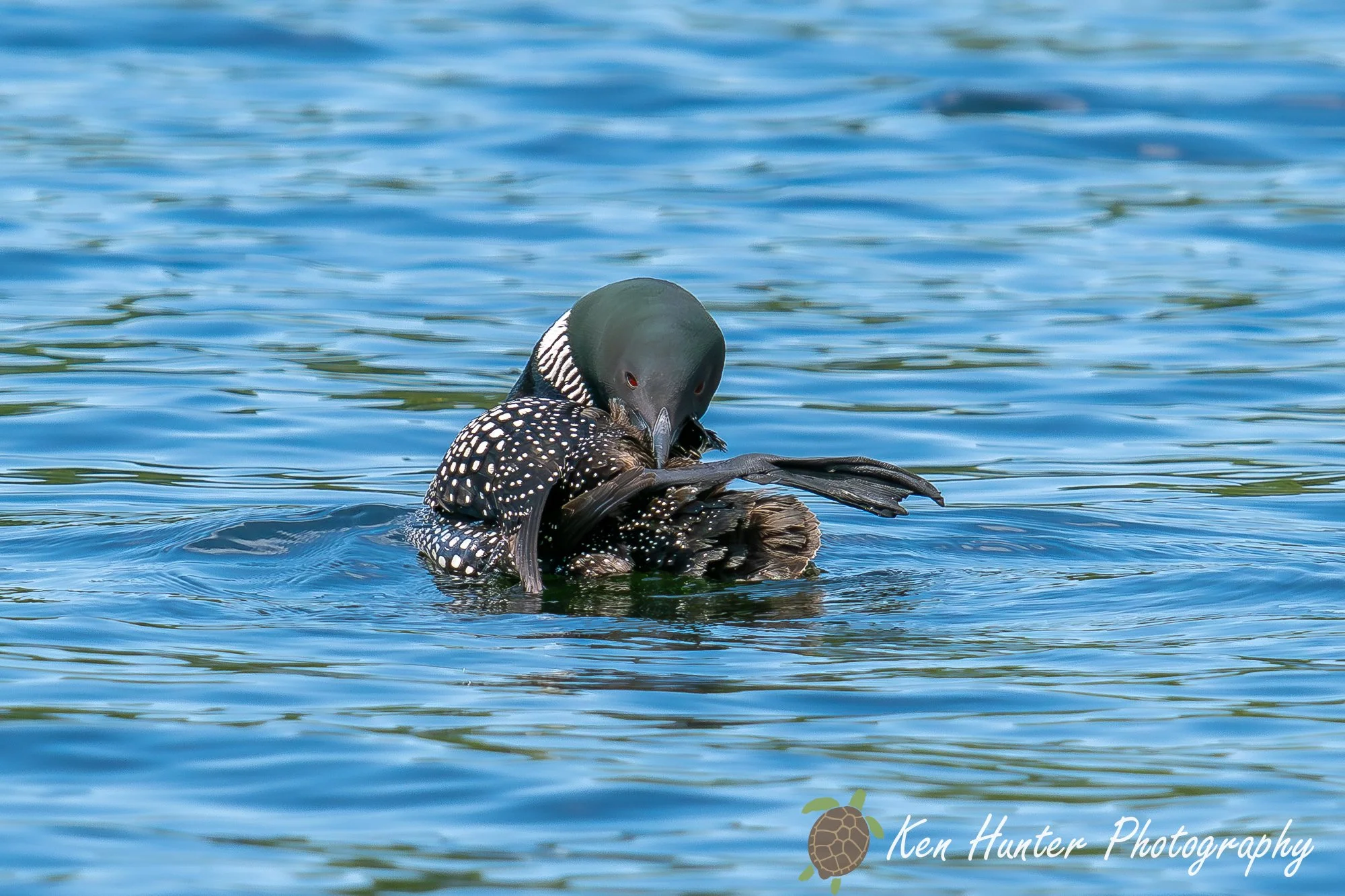 Loon Preening.jpg