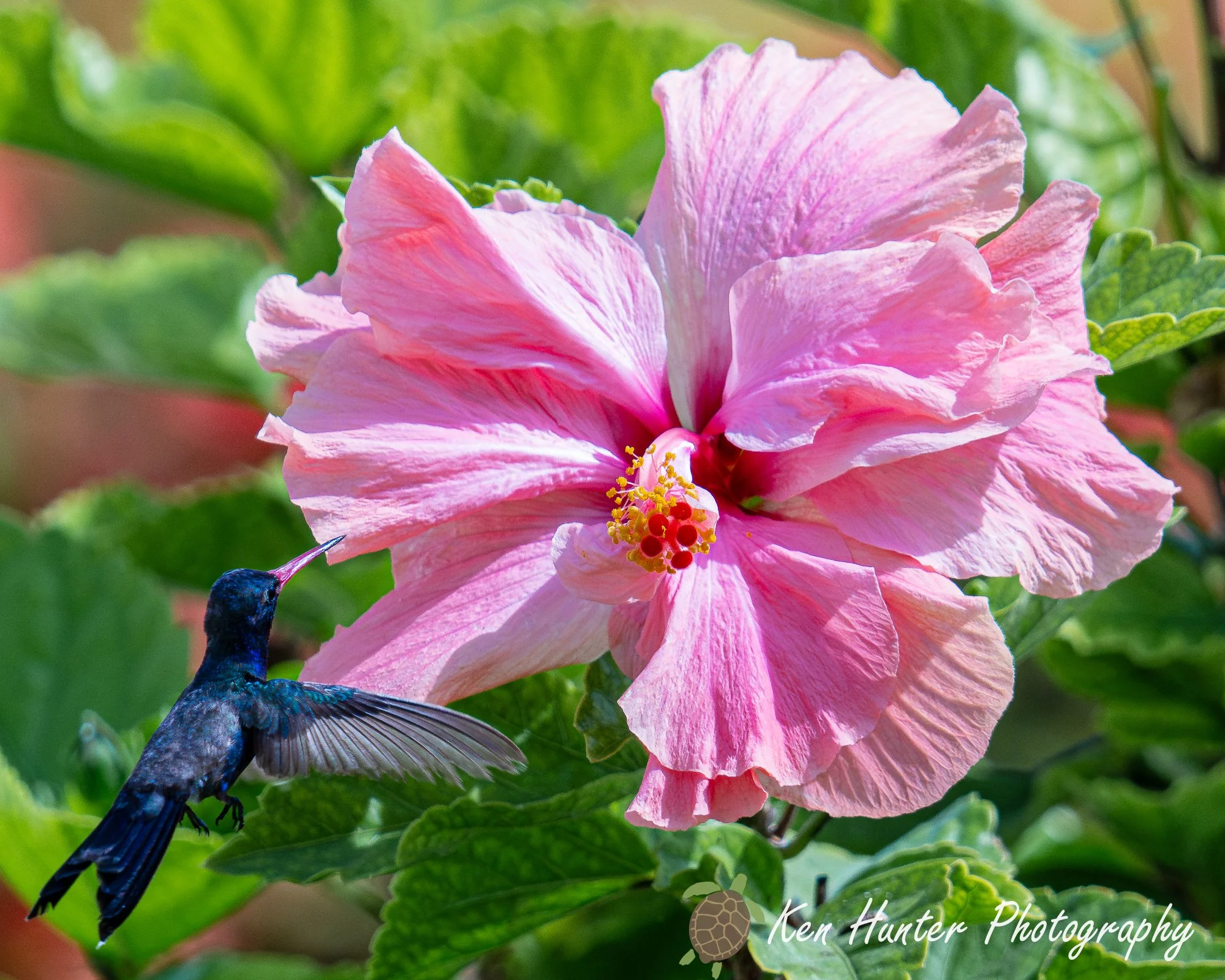 Glimmer and Grace.jpg