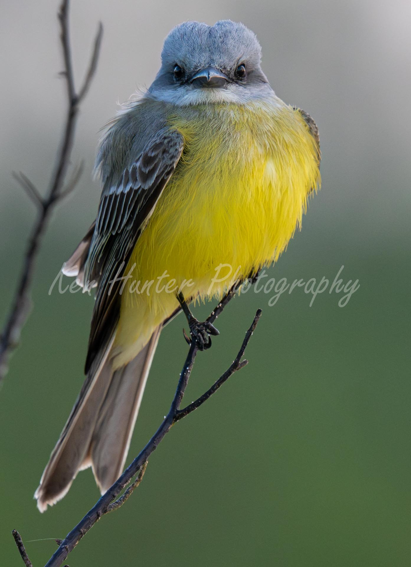 Grey-Headed Lookout