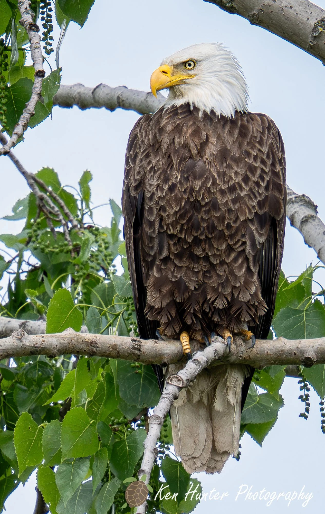 Bald Eagle on watch.jpg