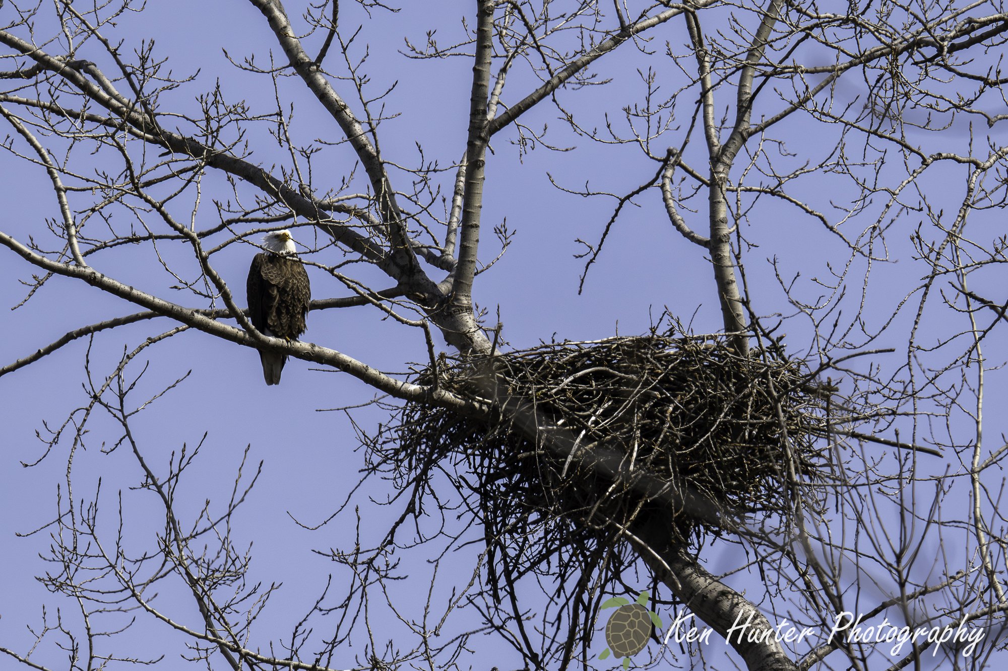 Bald Eagle guarding the nest