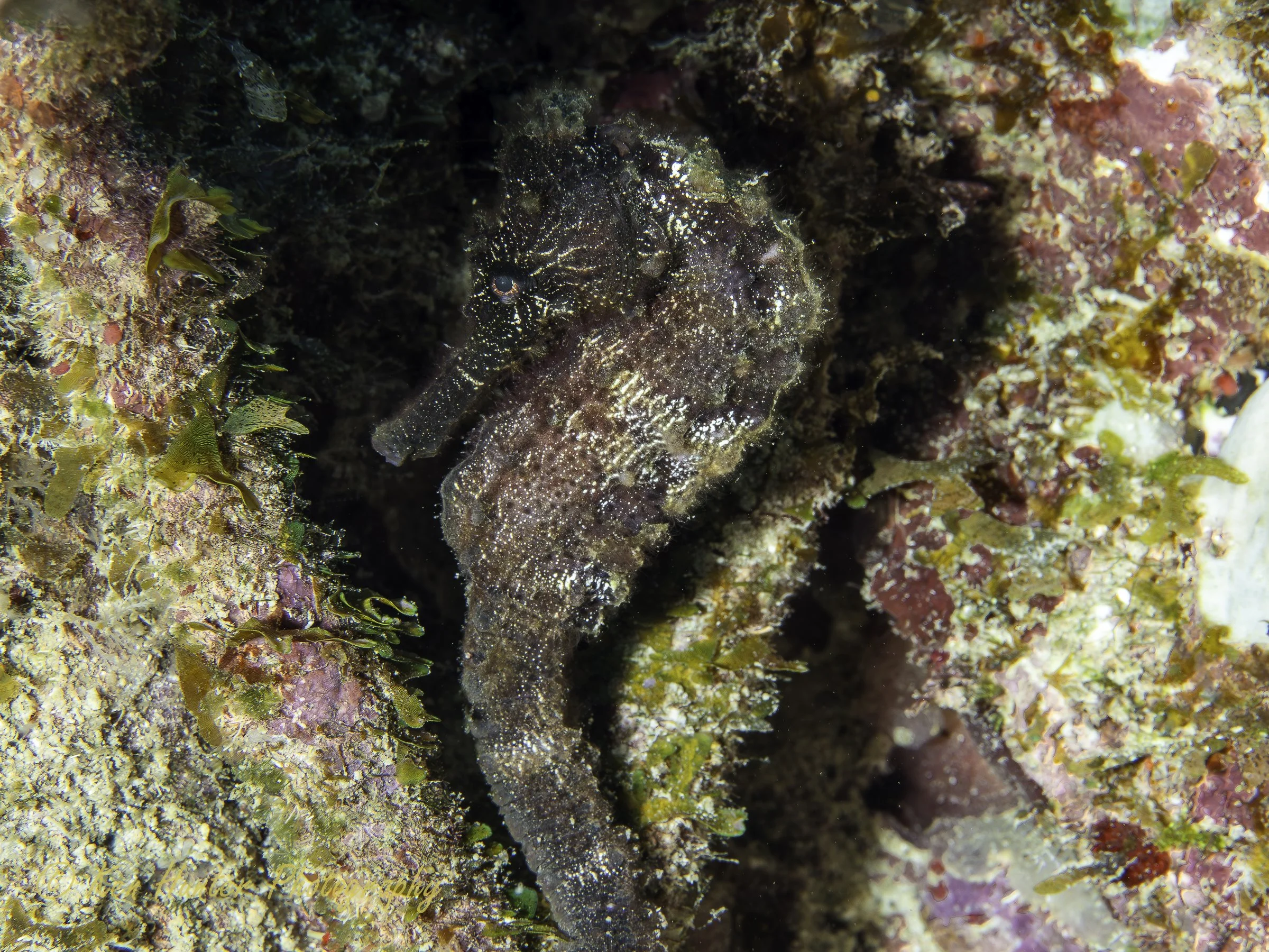 Seahorse