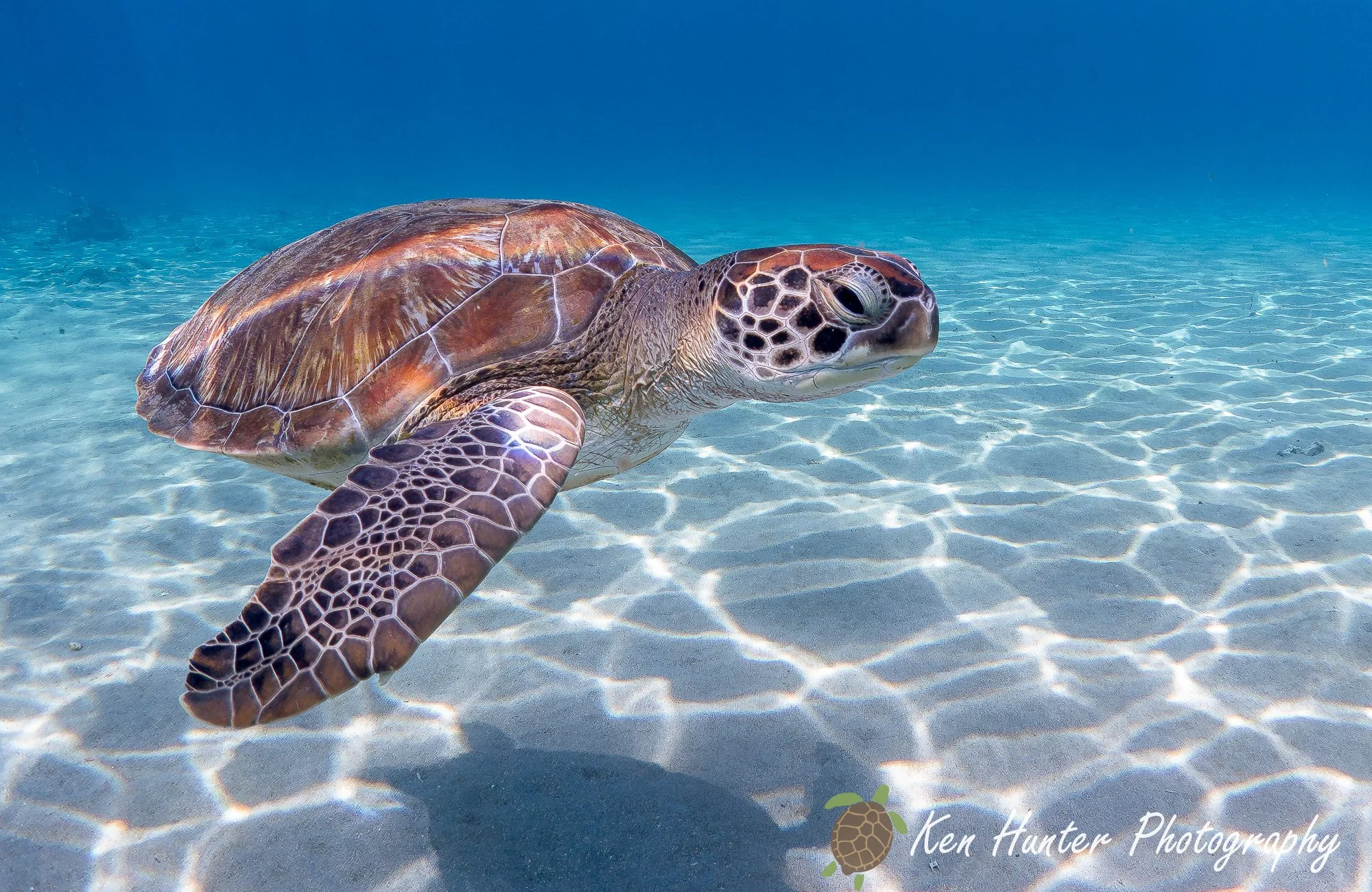 Oceanic Wanderer.jpg