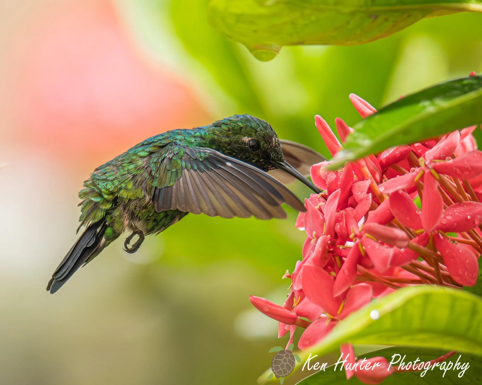 Natures Delicacy.jpg