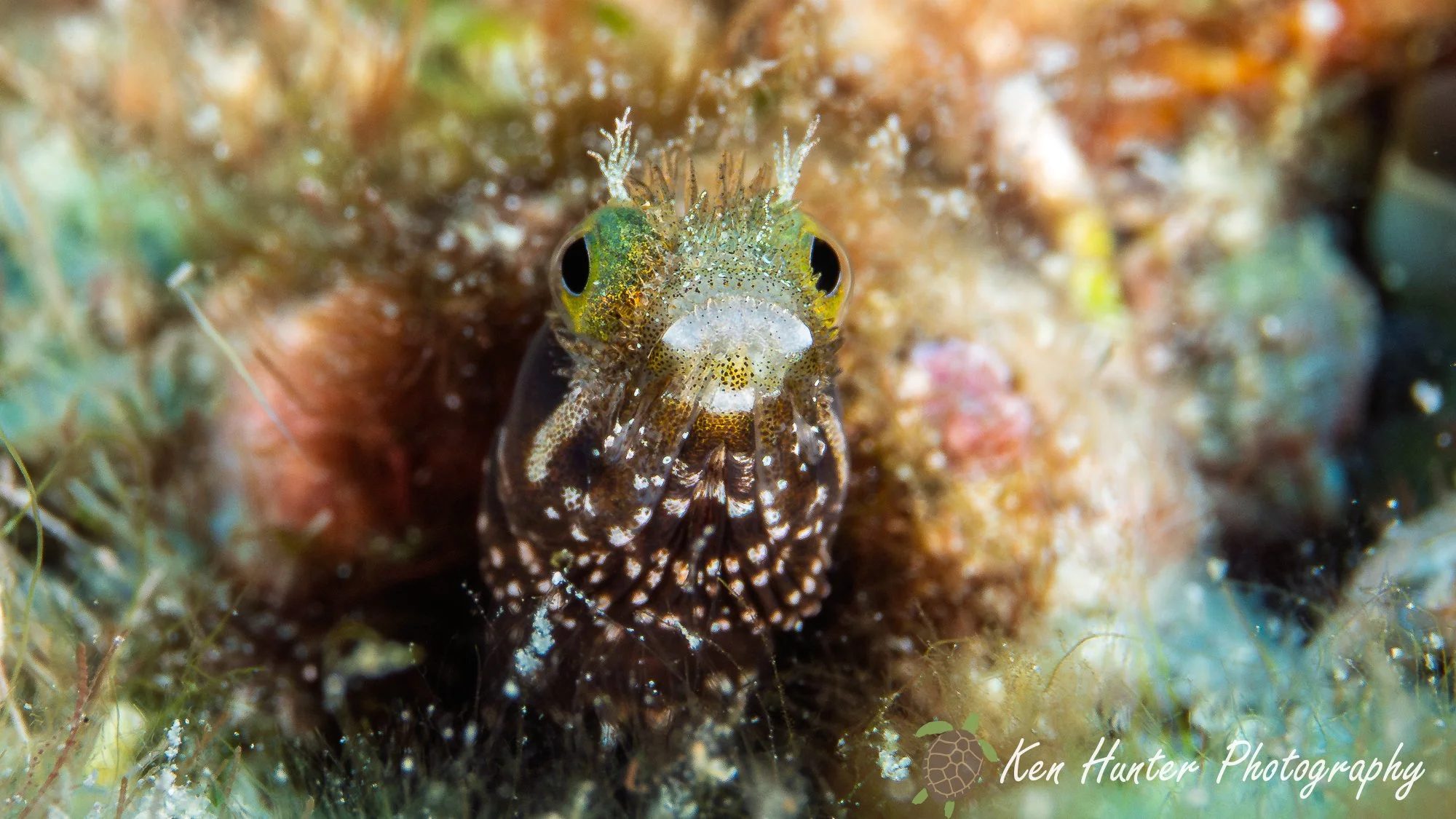 Spinnyhead Blenny.jpg
