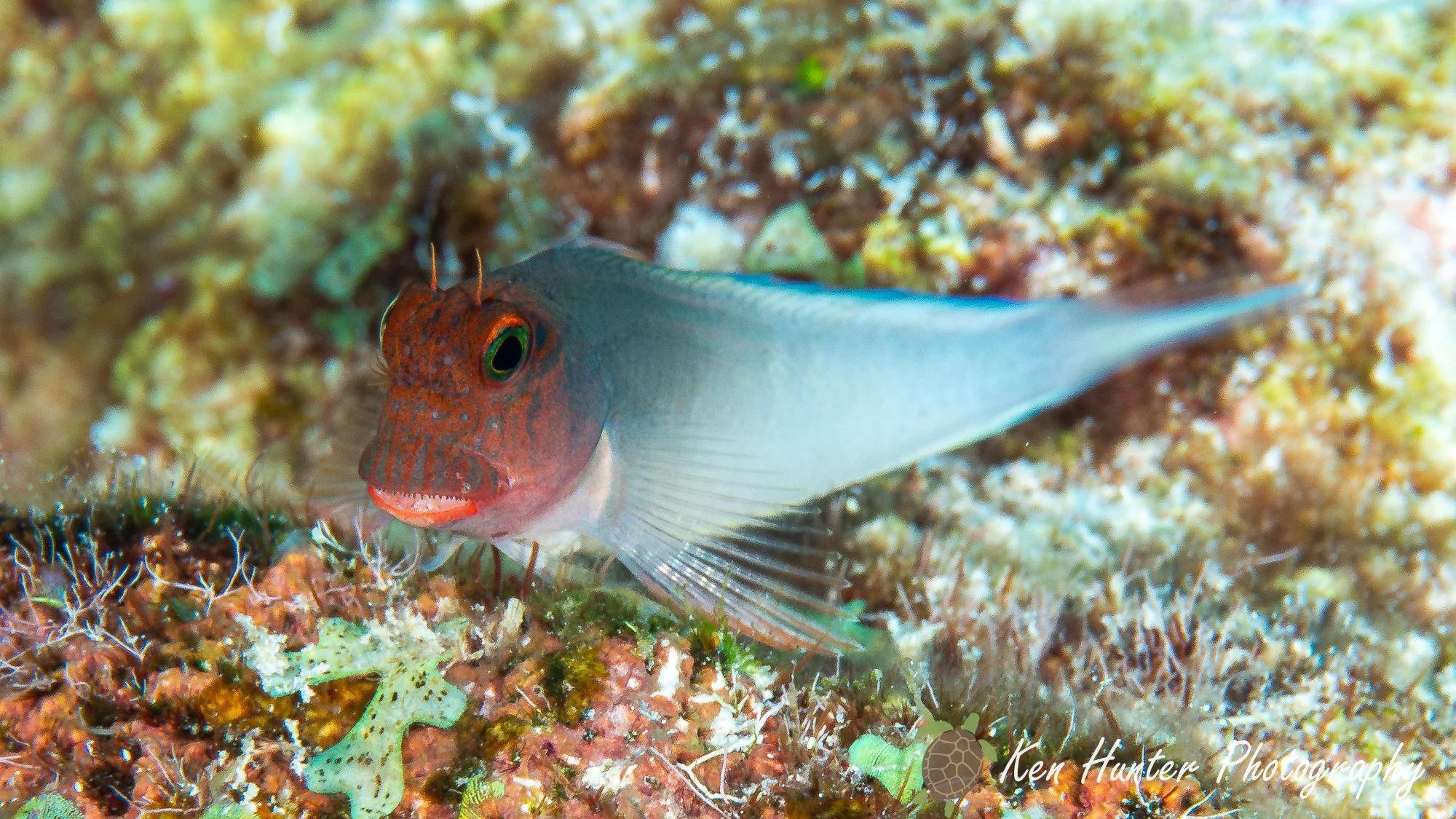 Redlipped Blenny.jpg