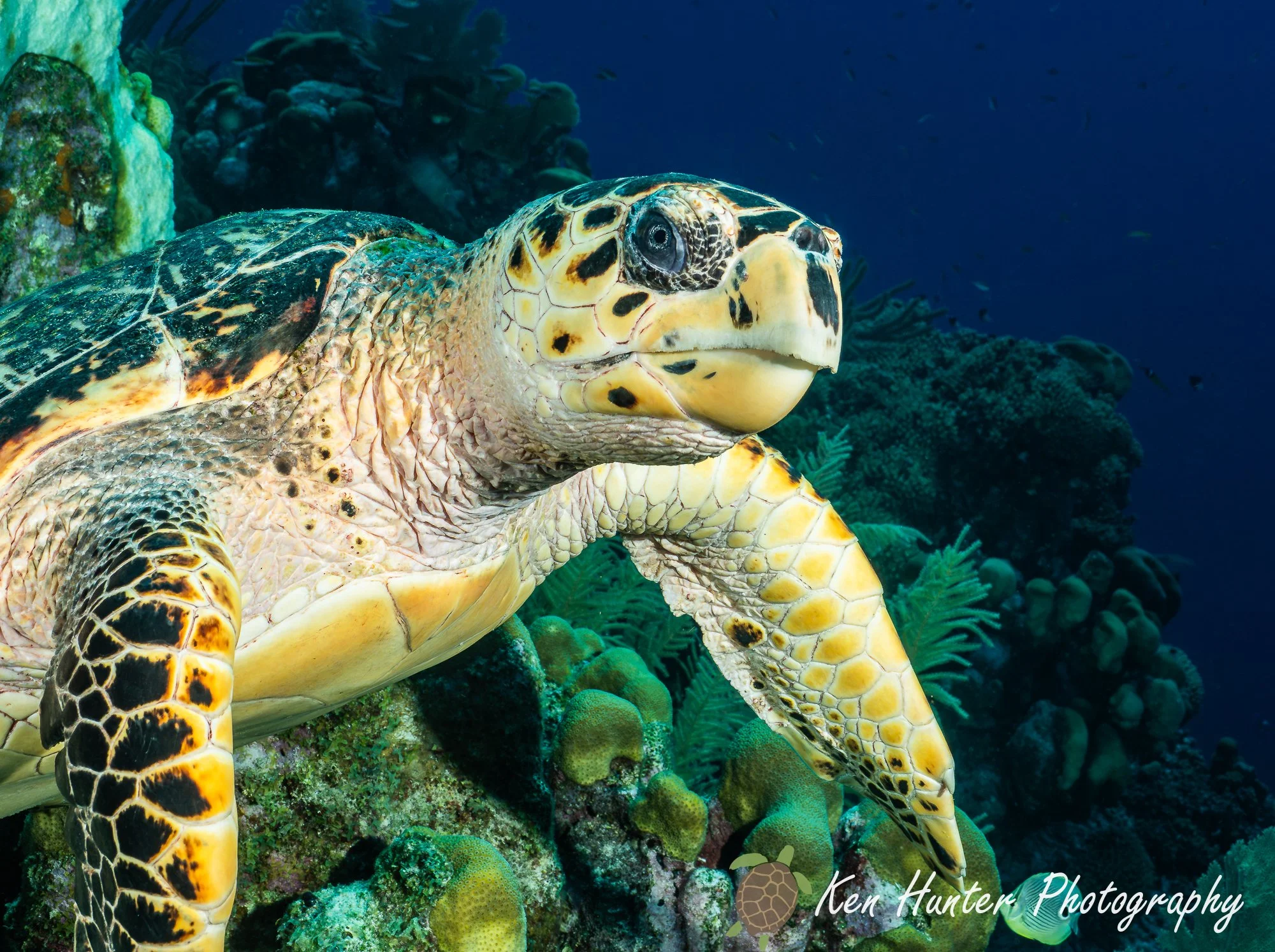 Hawksbill Turtle.jpg