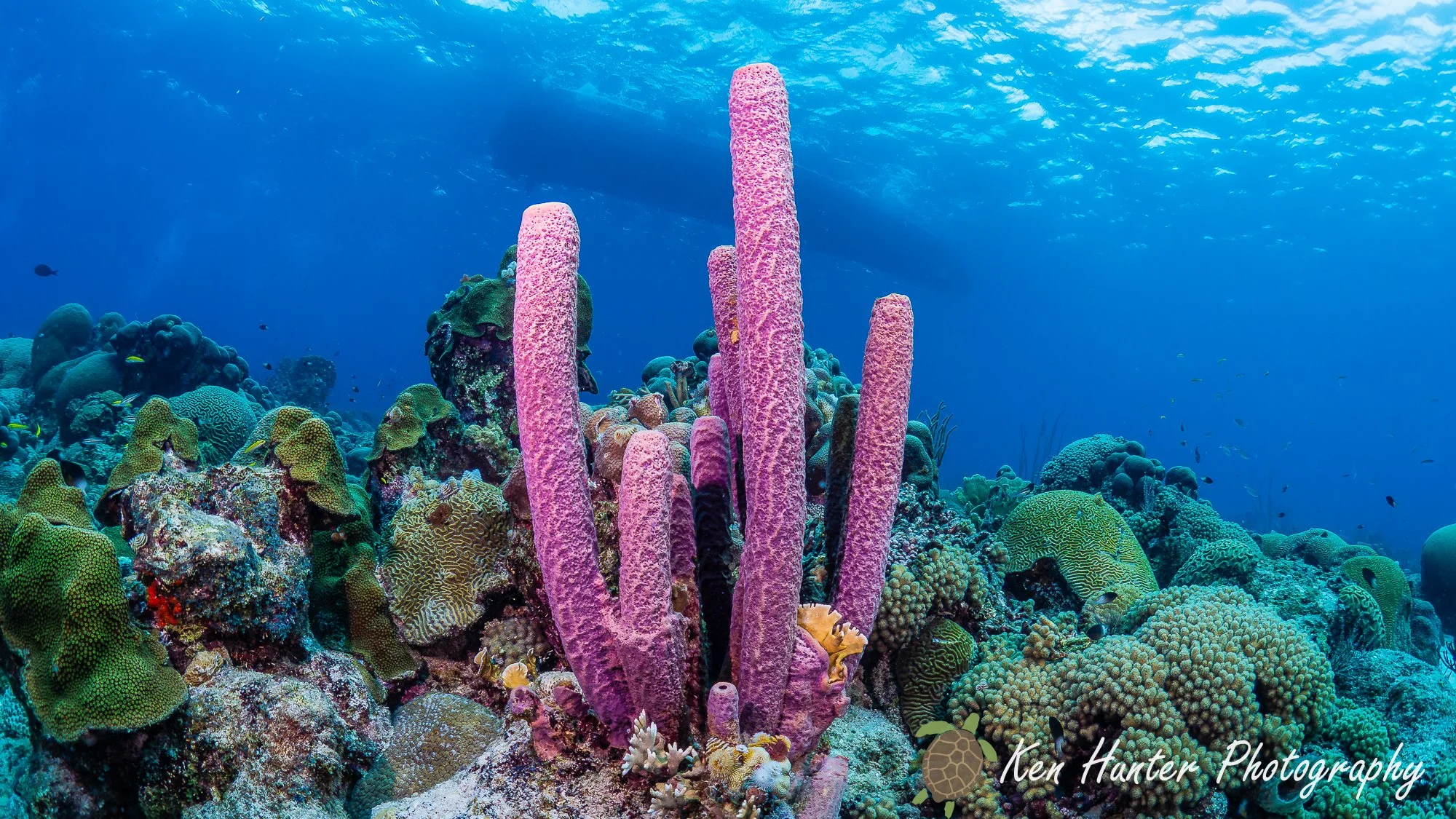 View of the dive boat.jpg
