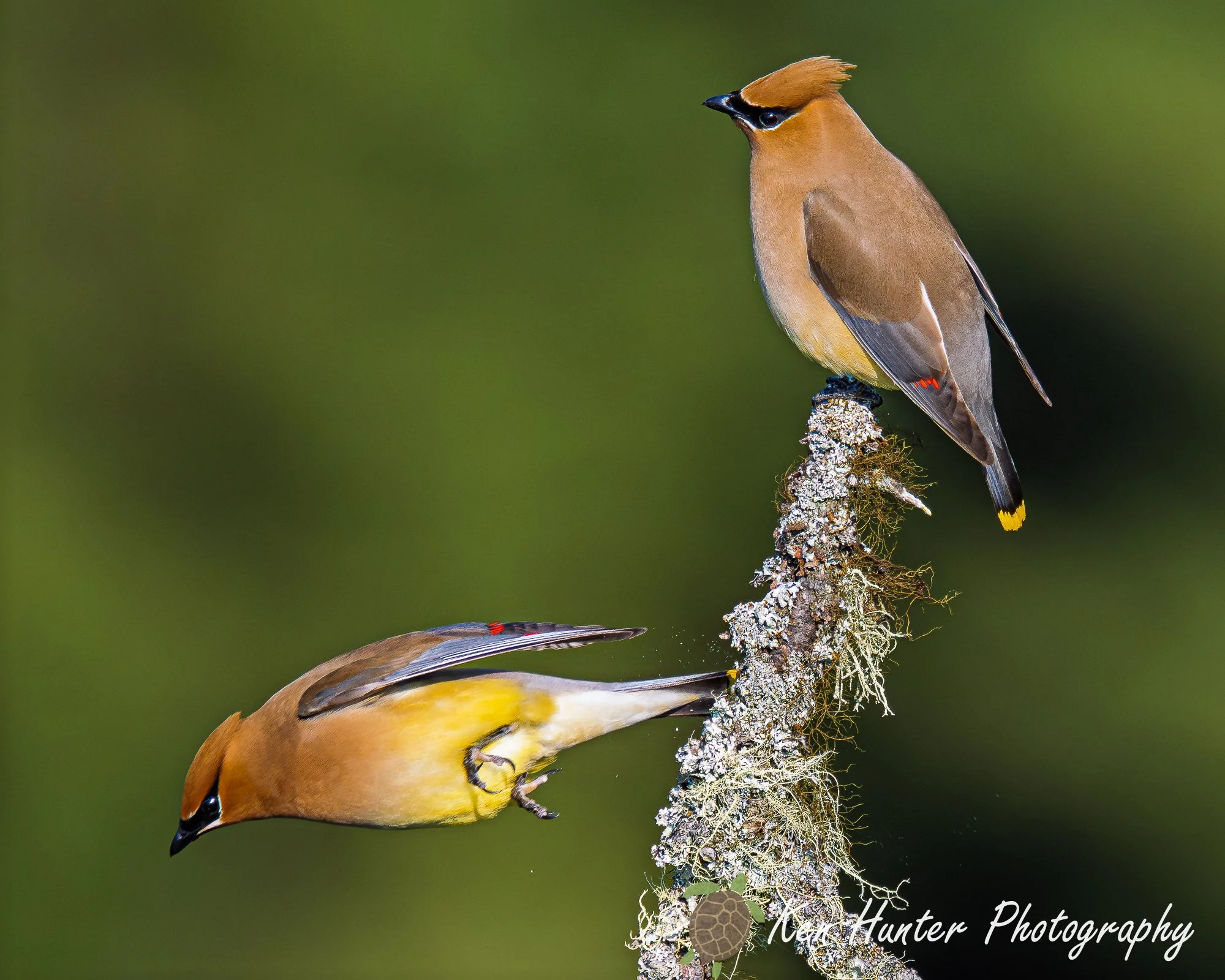 Leaving the perch.jpg