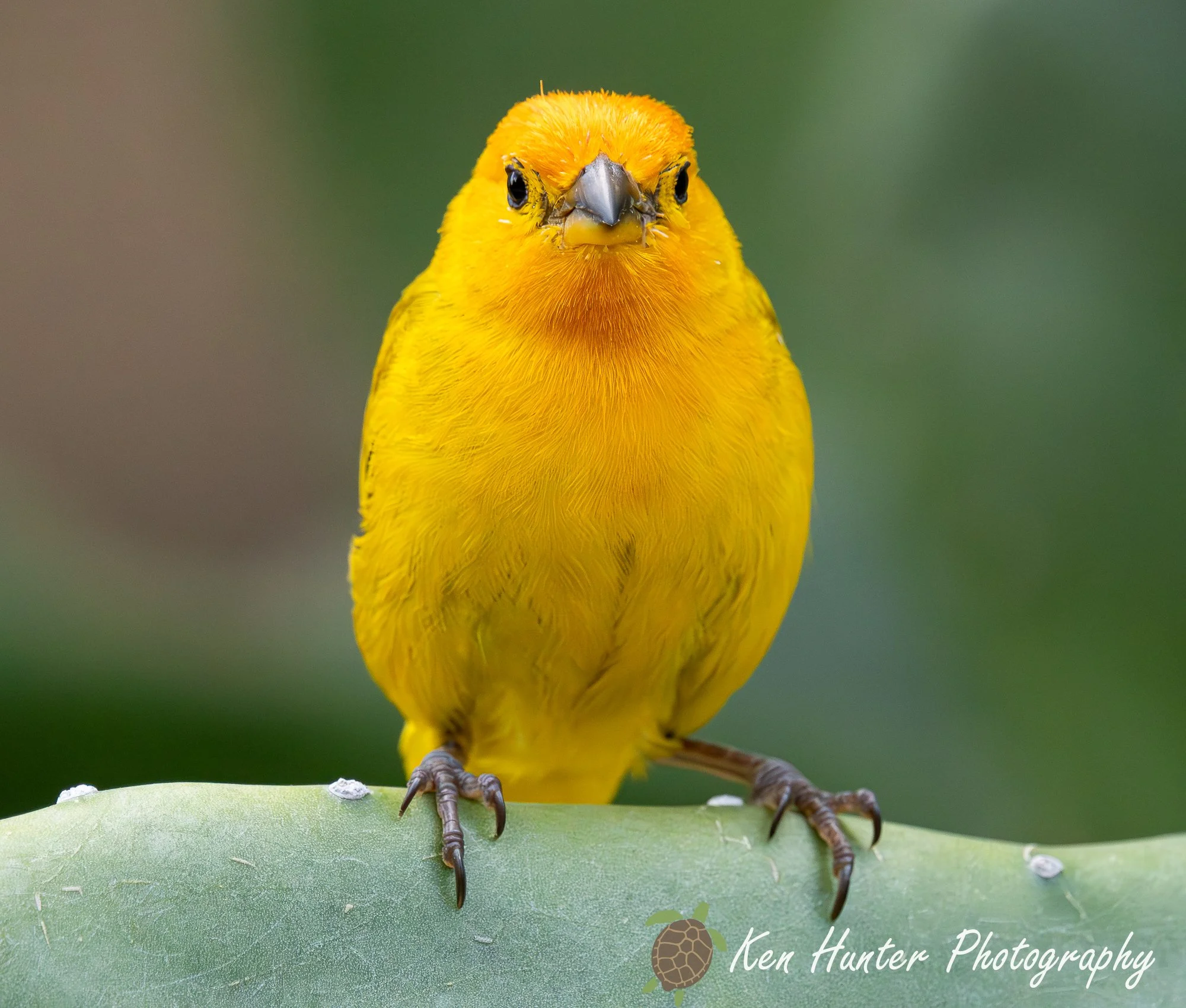 Feathered Sunshine.jpg