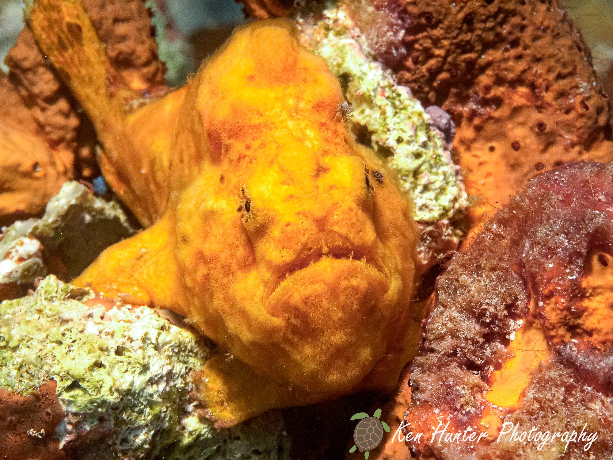 Frogfish.jpg