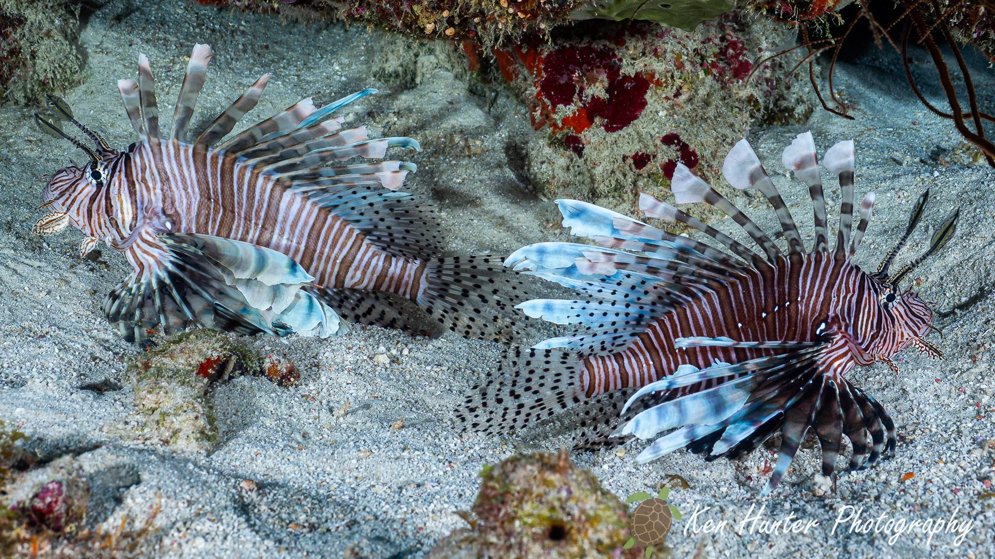 Pair of Lionfish.jpg
