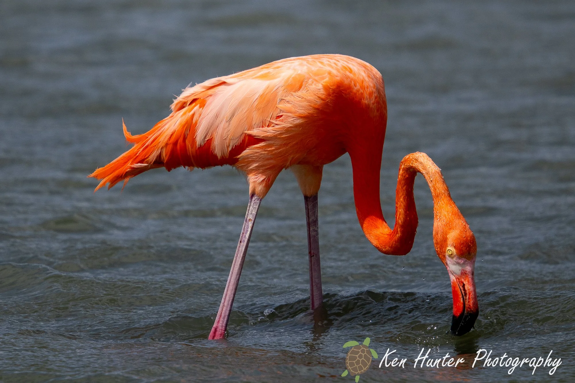 Flamingo Feeding.jpg