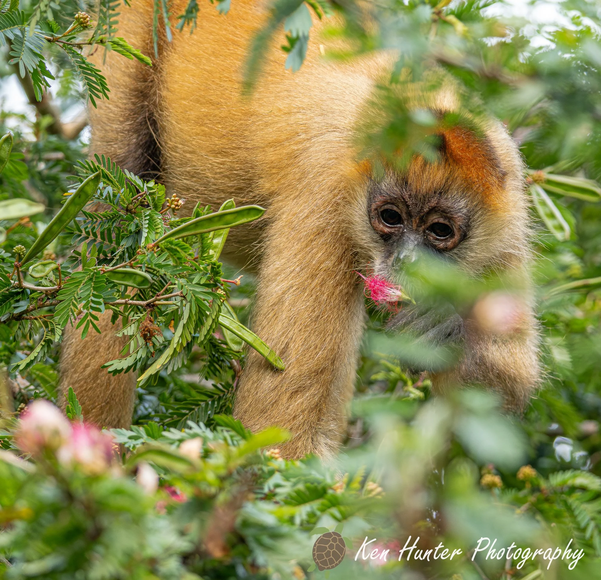 Spyder Monkey Snacking on Flowers.jpg