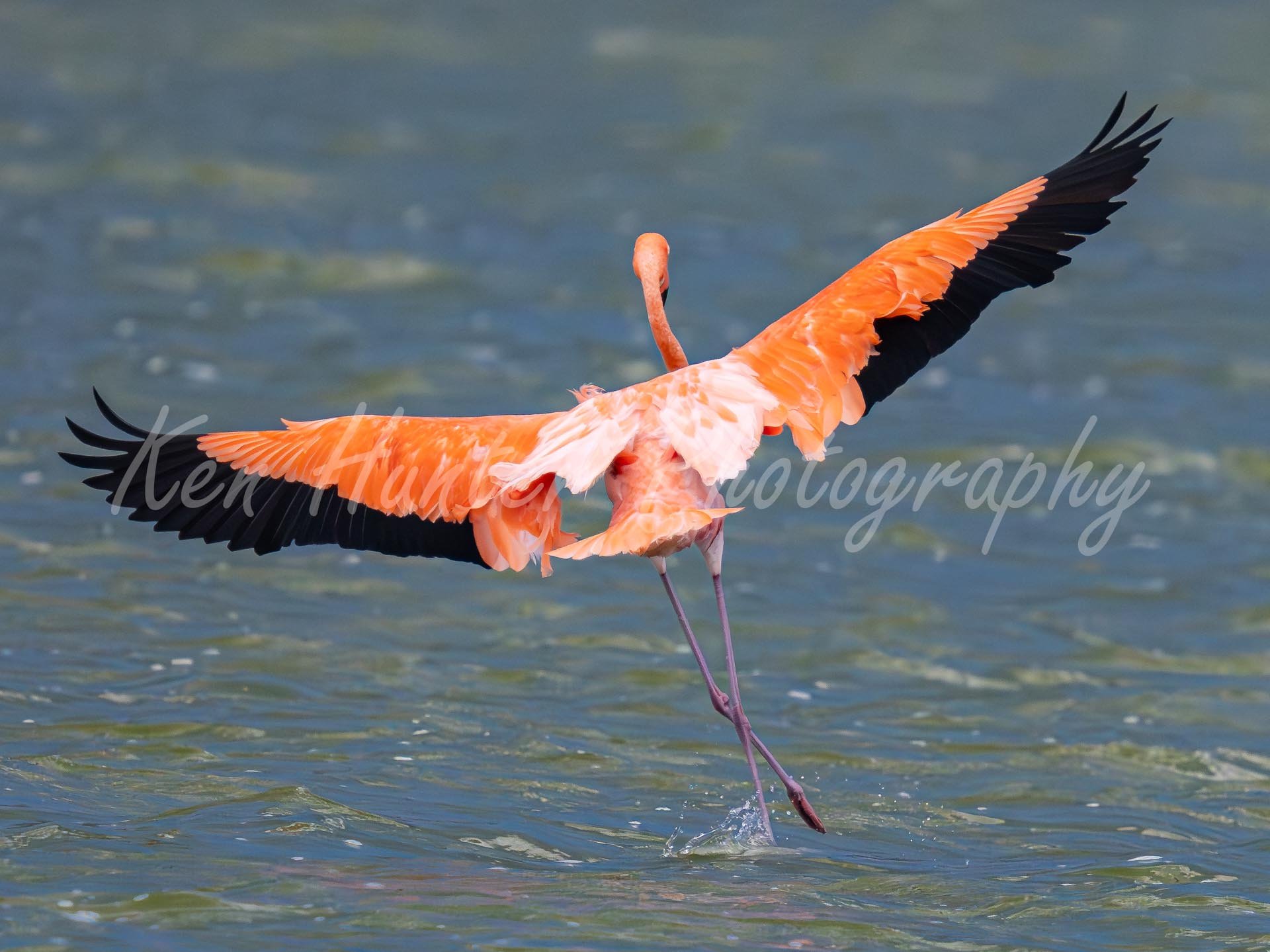 The Pink Ballet