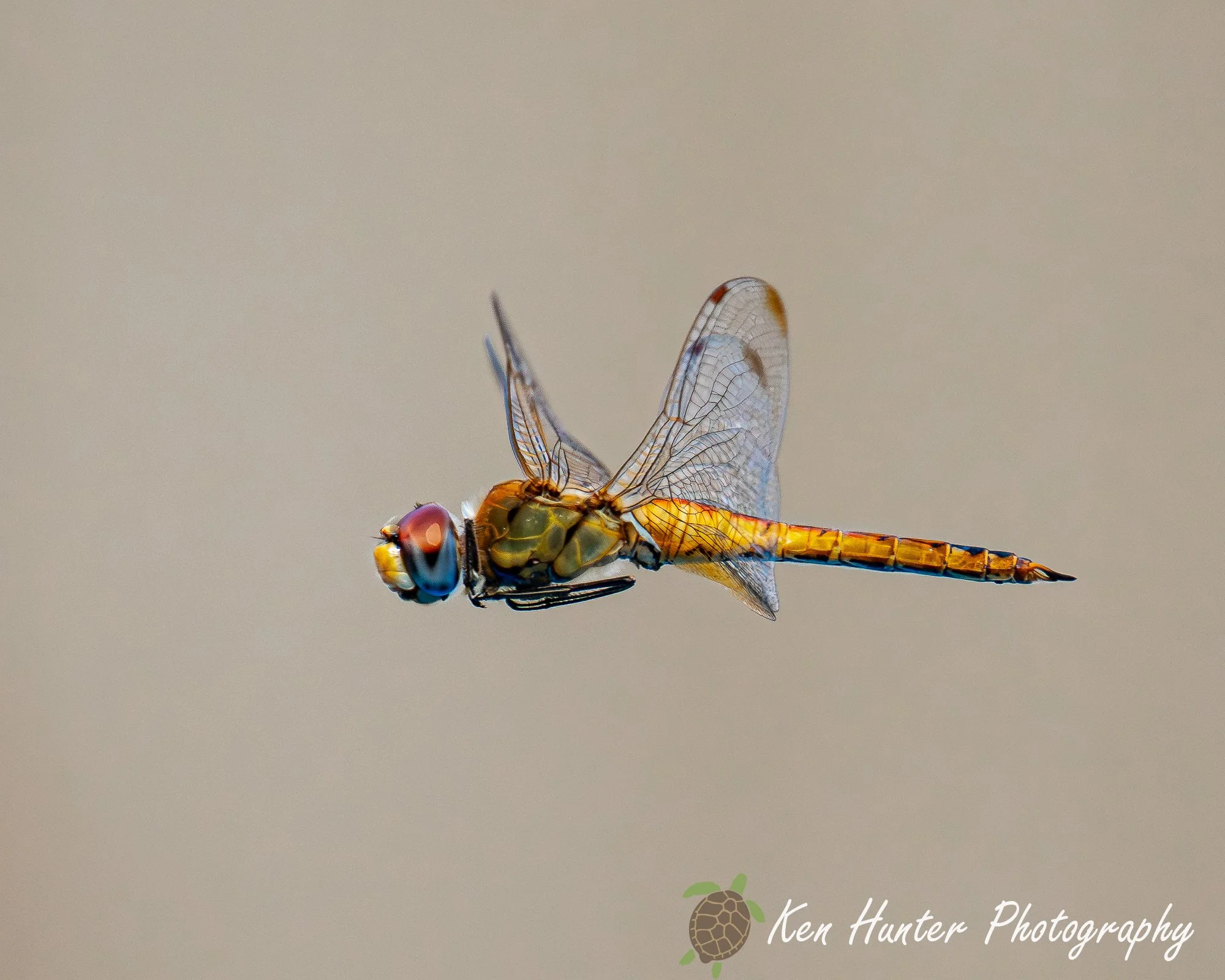 Dragonfly in flight.jpg