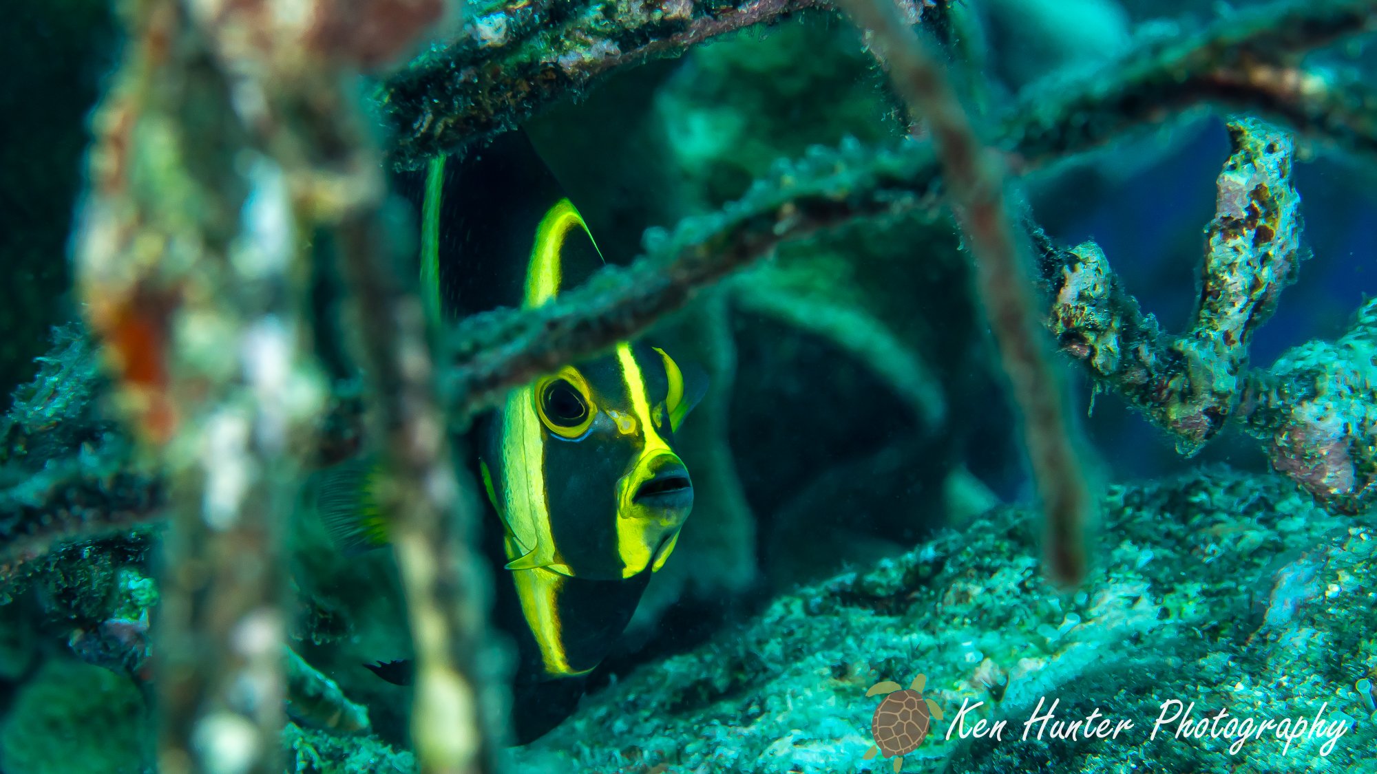 Juvenile Angelfish.jpg