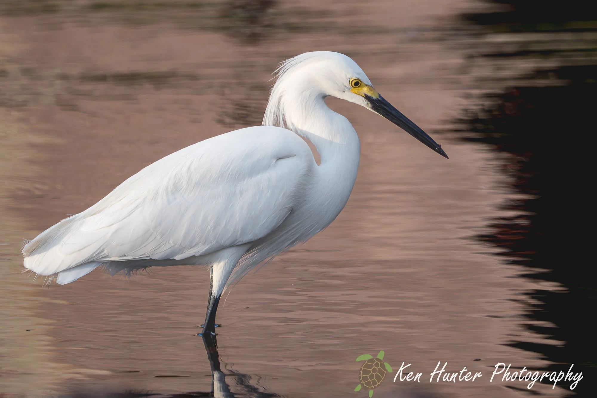 The Patient Hunter.jpg