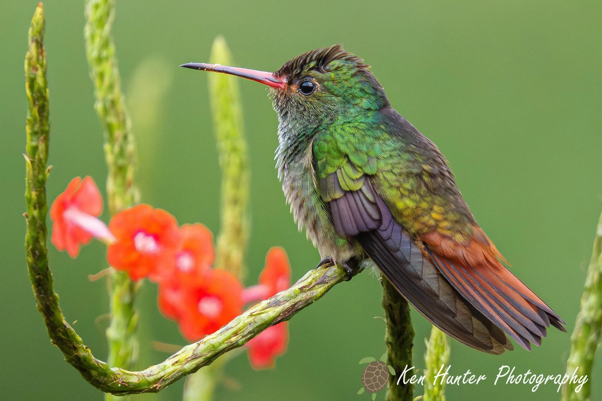 Rufous-Tailed Hummingbird-2.jpg