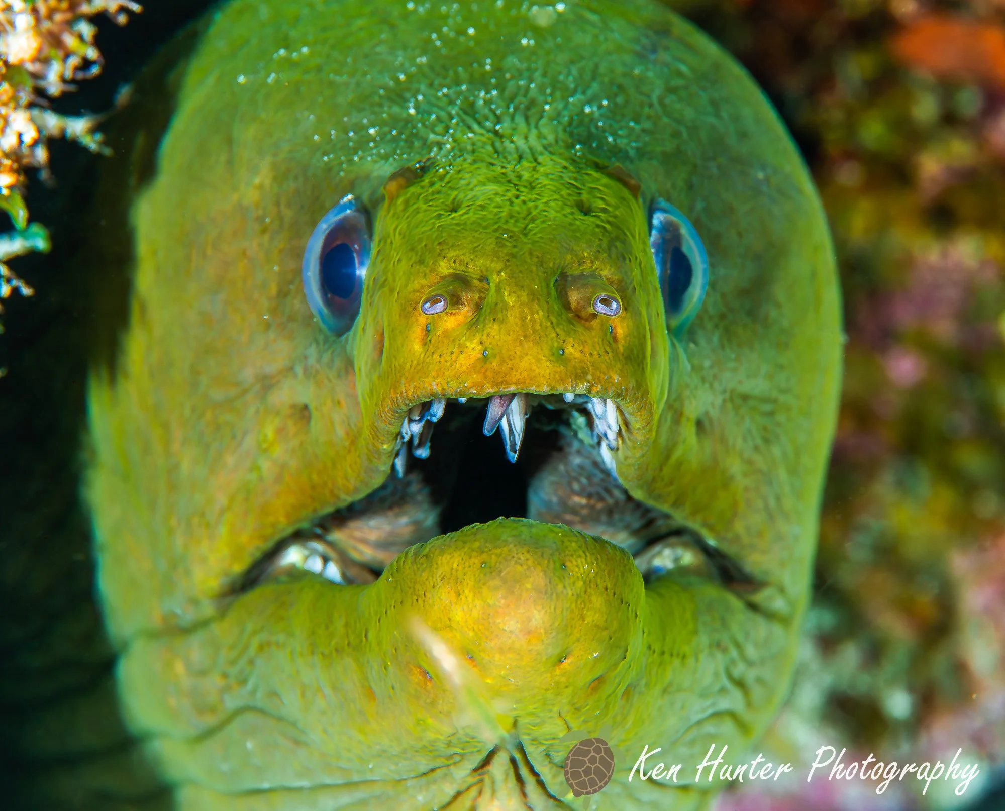 Green Moray Eel.jpg