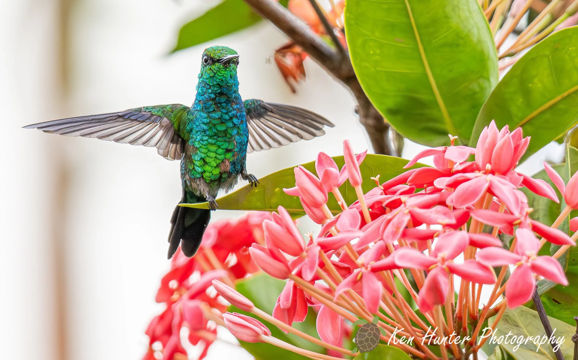 Blue-tailed emerald hummingbird,.jpg
