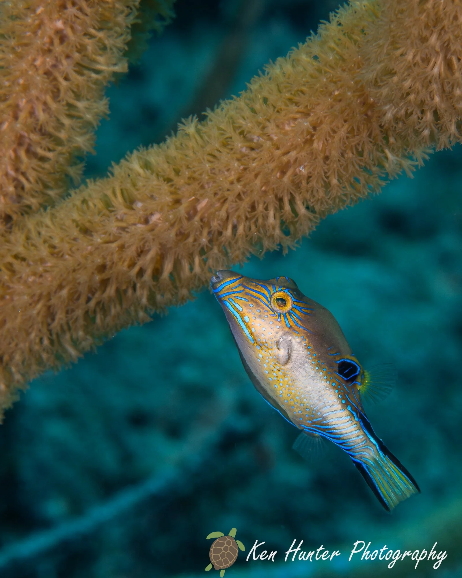 A Puffers Buffet.jpg