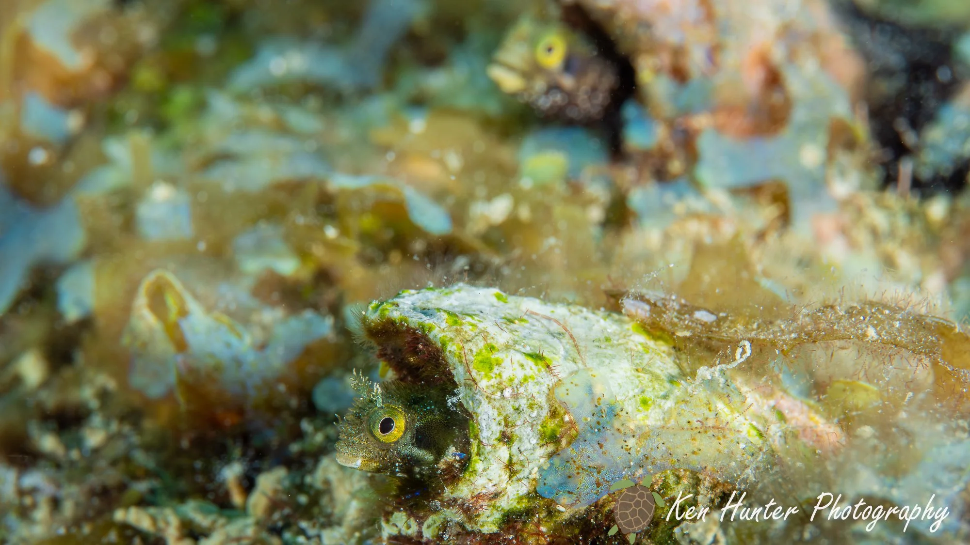 Spinyhead Blennies.jpg