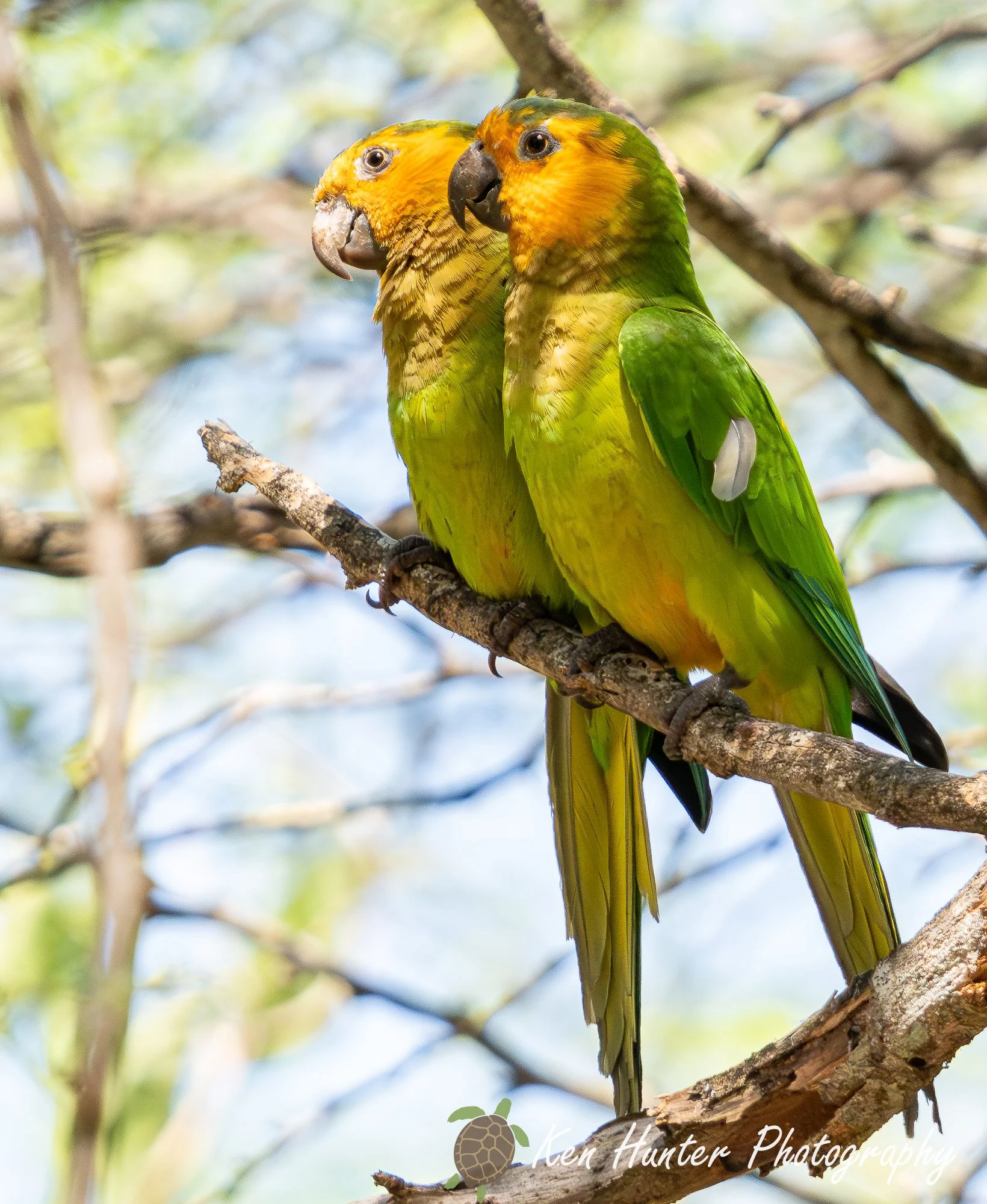 Pair of Yellow-headed Parakeets.jpg
