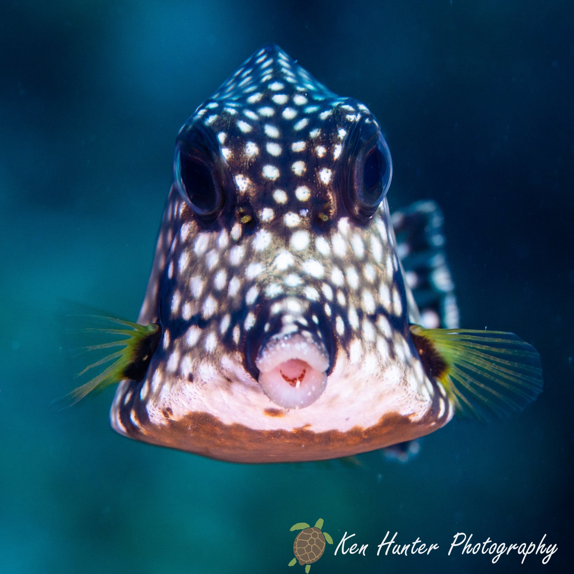 Circles of Armor.jpg