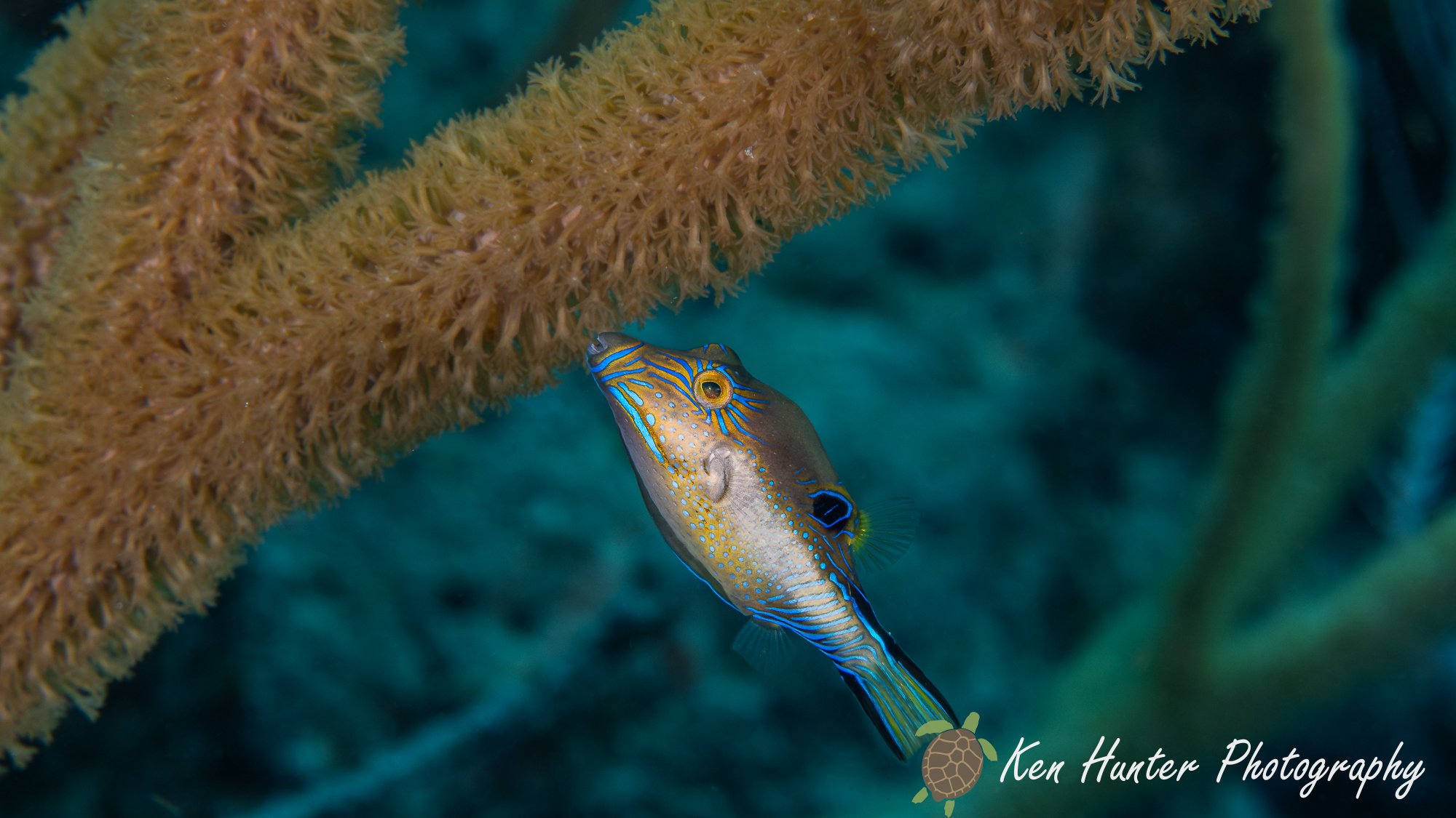Sharpnose Pufferfish.jpg