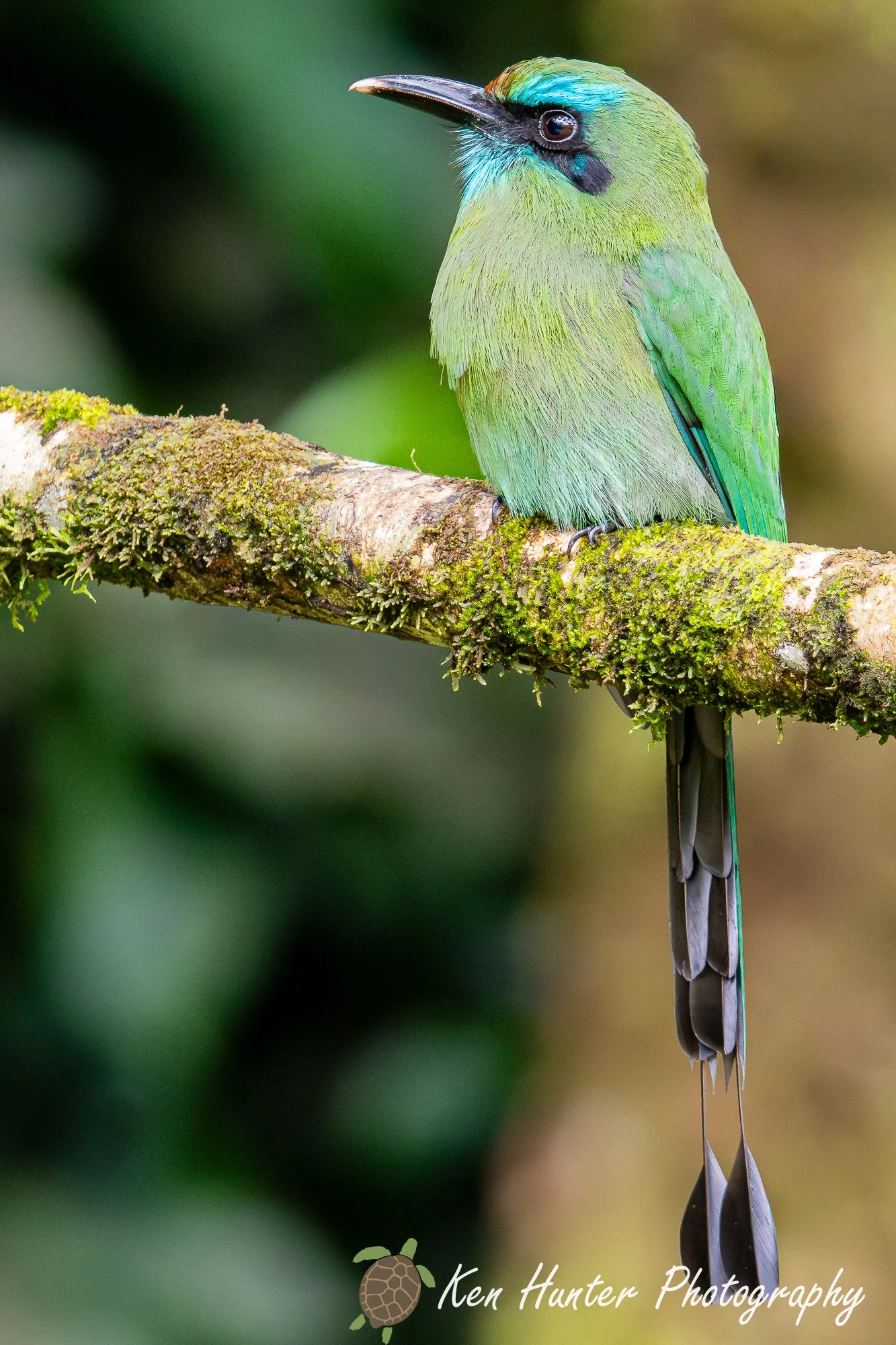 The Racket-Tail Jewel.jpg