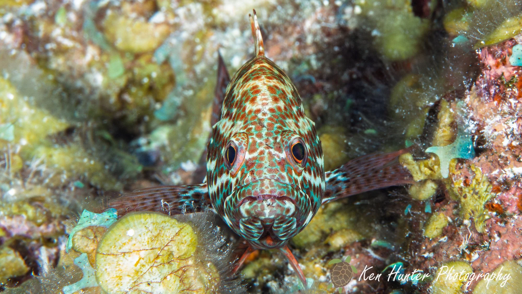 Coral Grouper-2.jpg