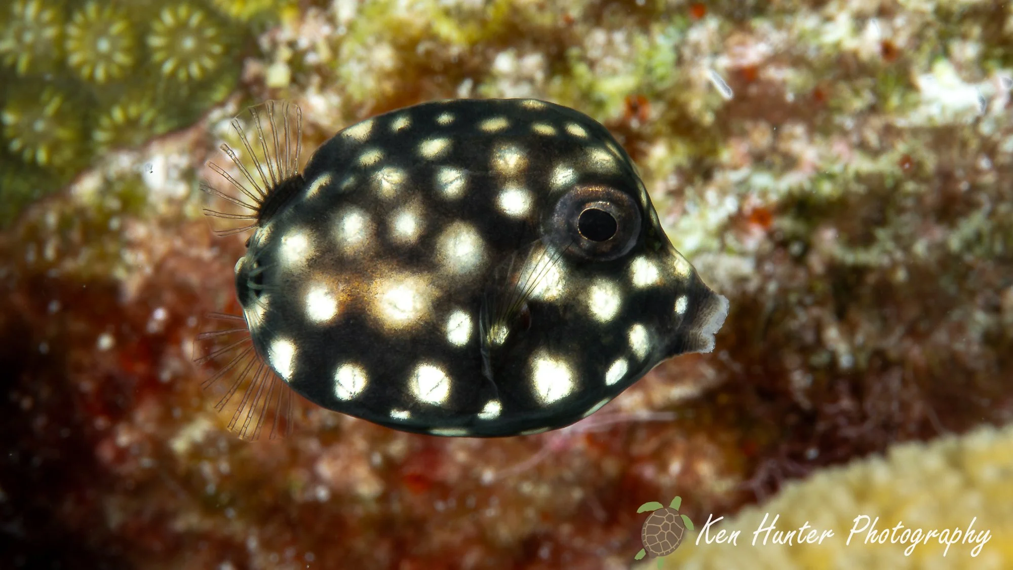 Juvenile Trunkfish.jpg