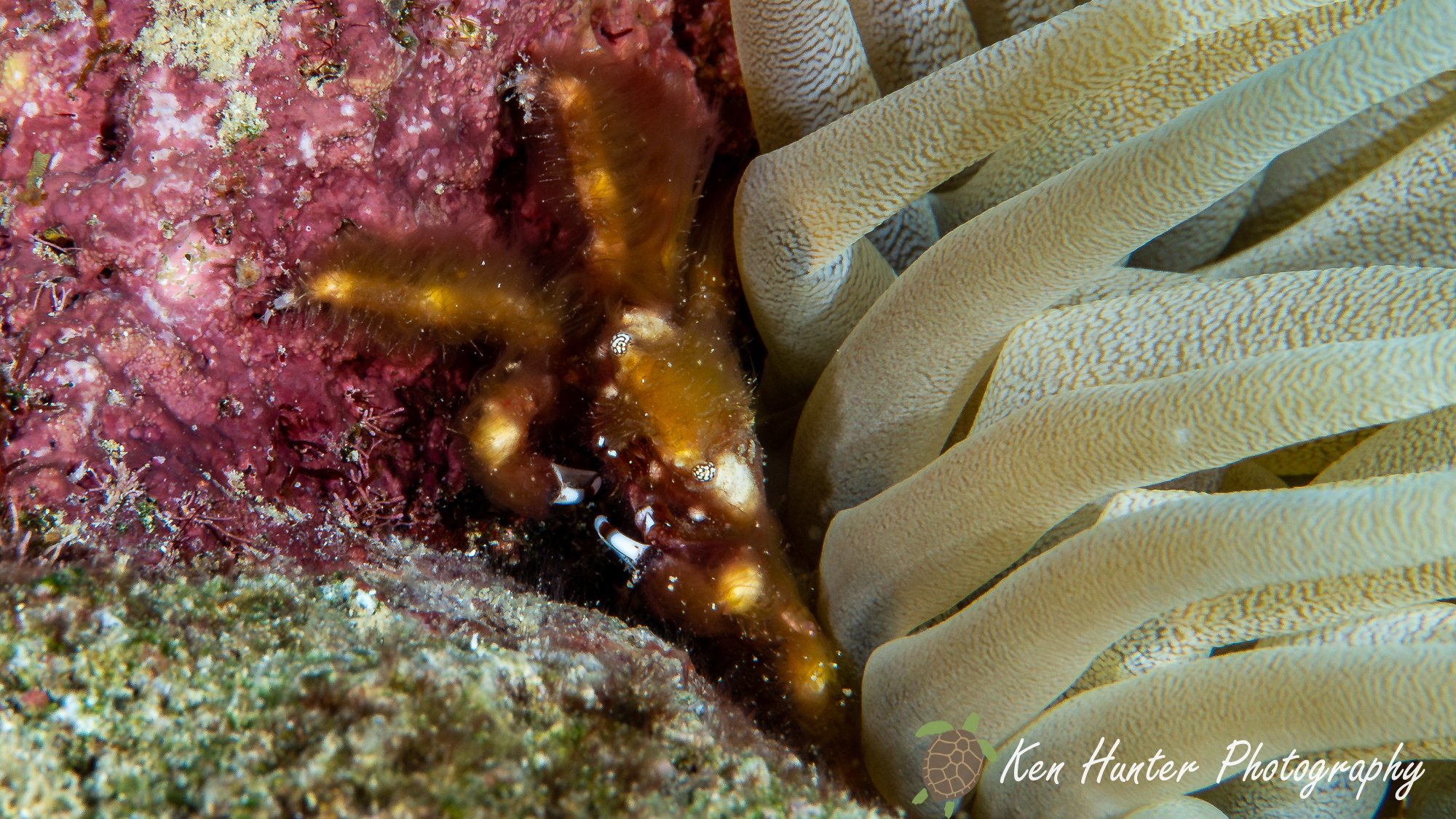 Banded Clinging Crab.jpg
