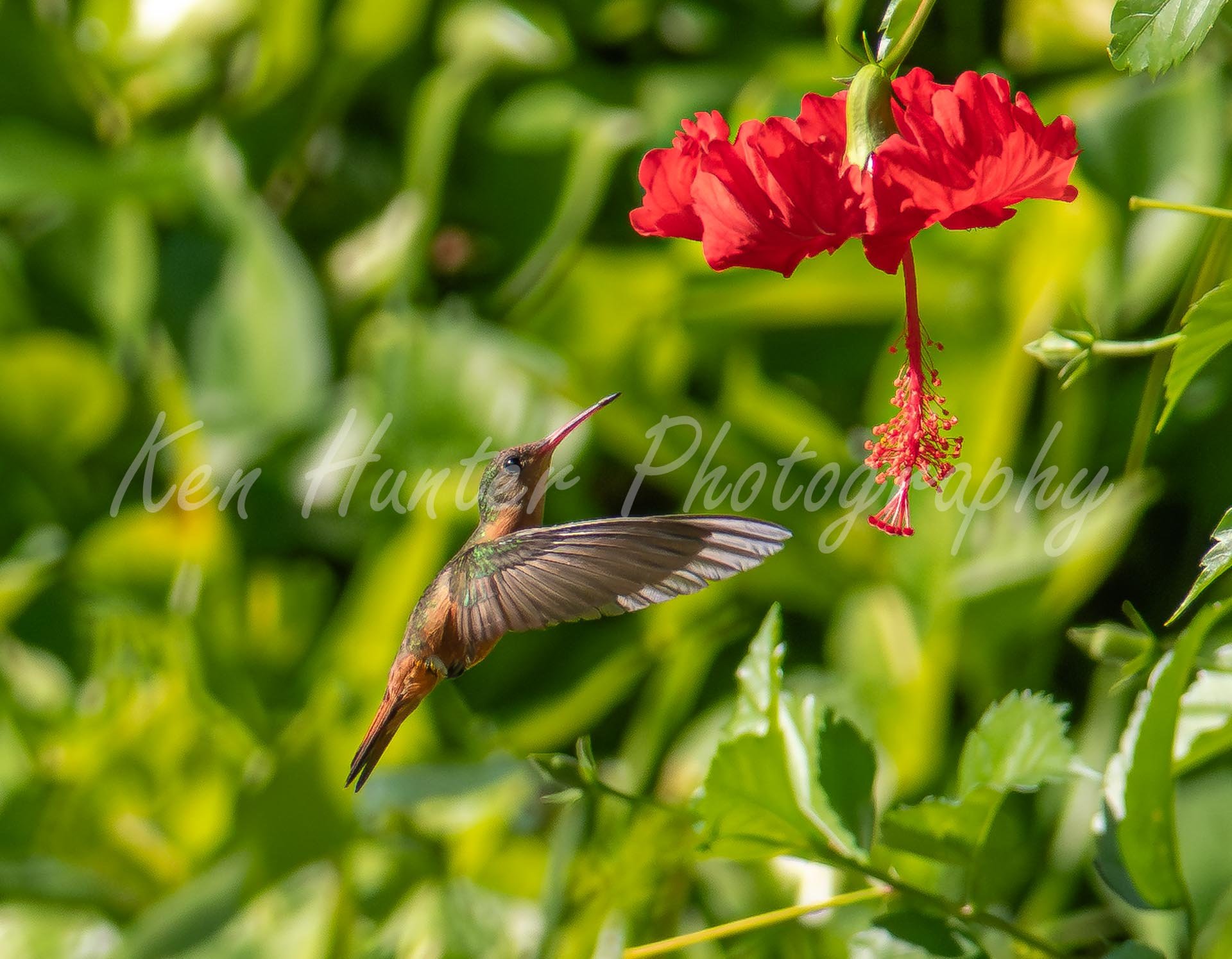 A Spark of Cinnamon-2.jpg