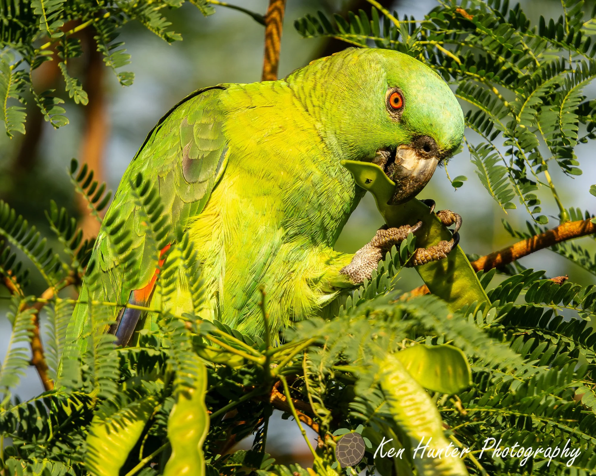 Feathers and Forge.jpg