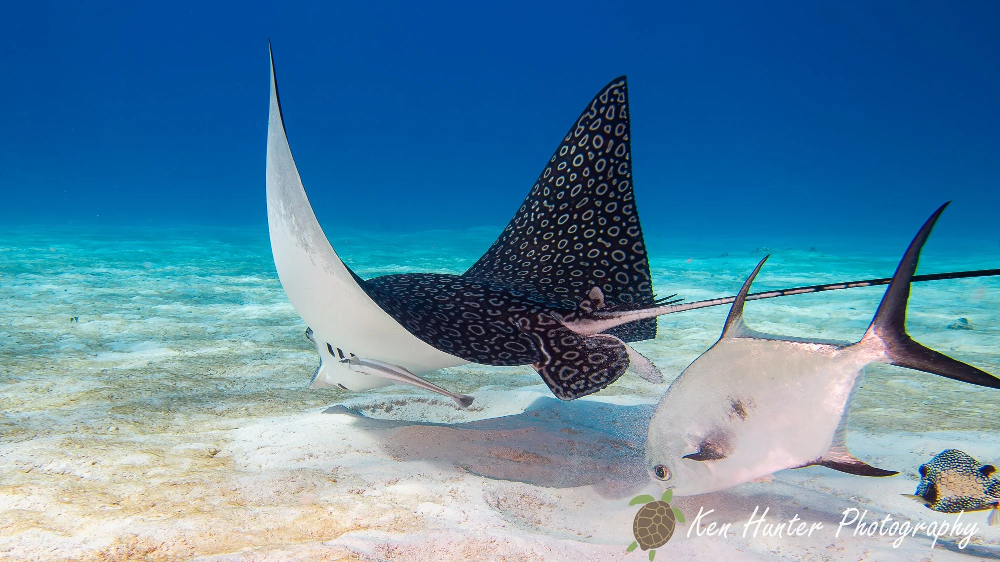 Eagle Ray.jpg