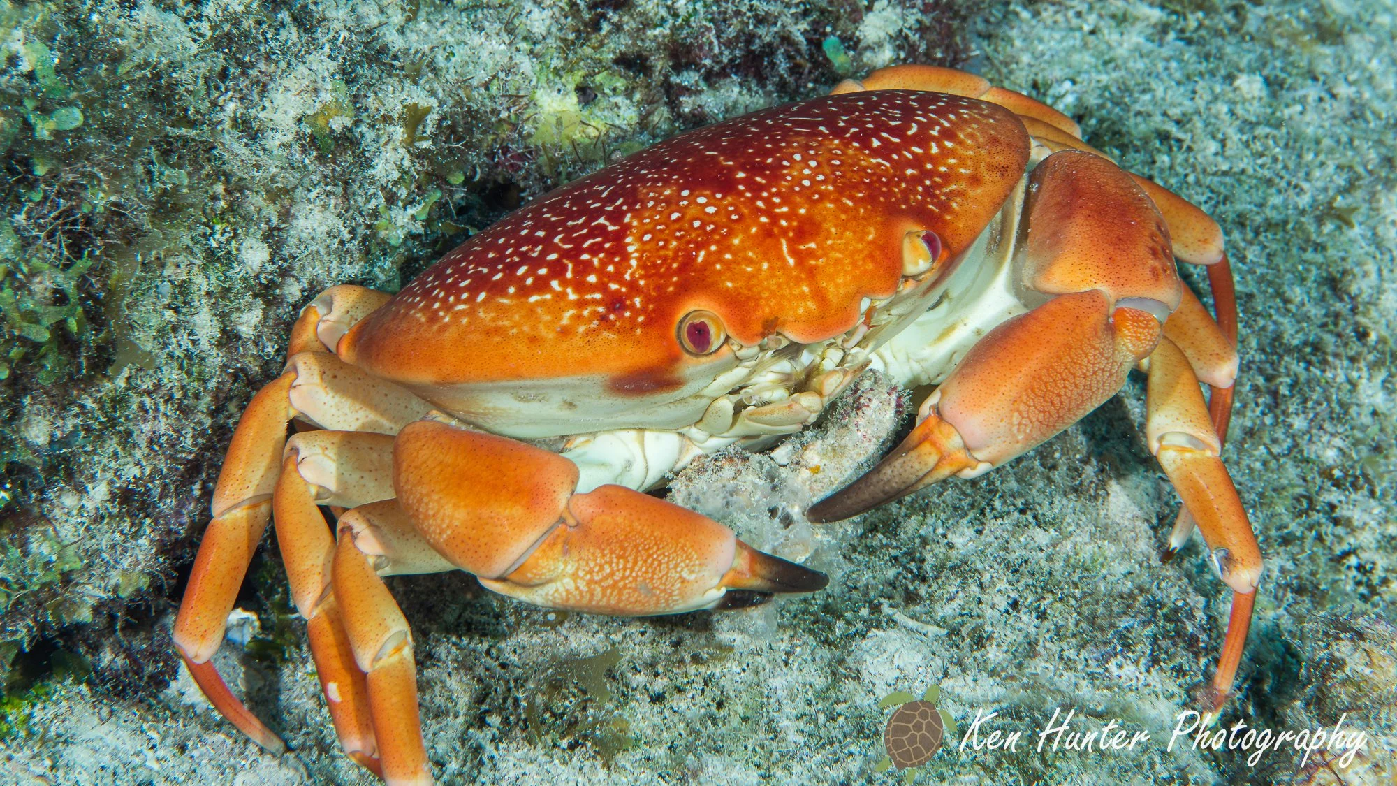 Batwing Coral Crab.jpg
