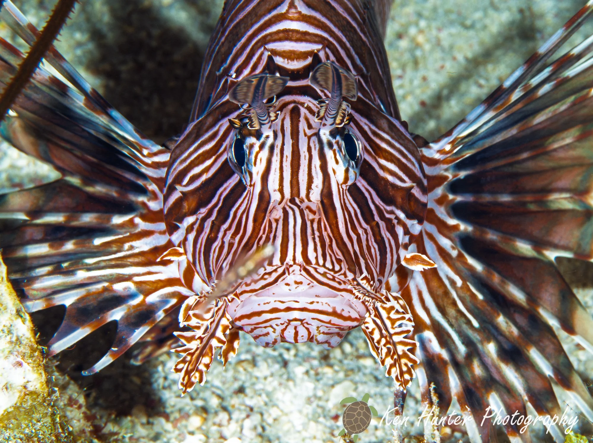 Lionfish.jpg